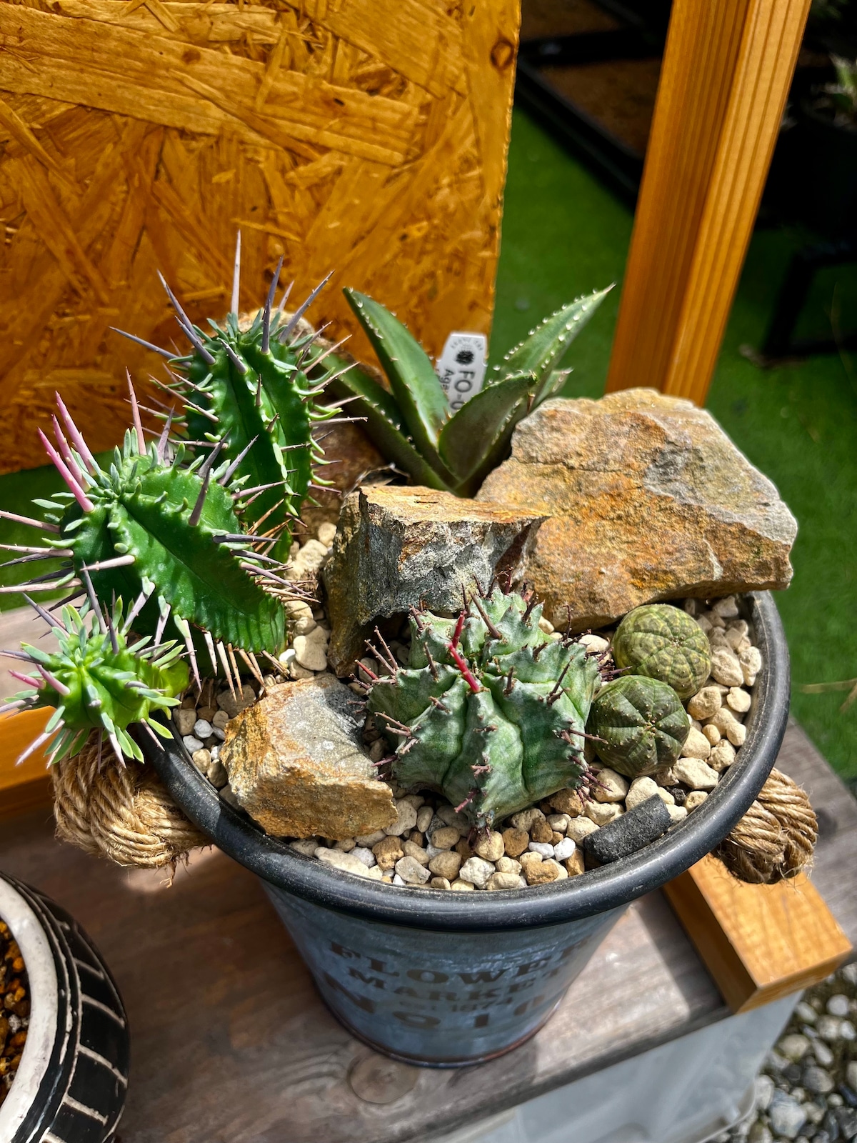 Habitat Style ハビタットスタイル | happy bizarre plants24
