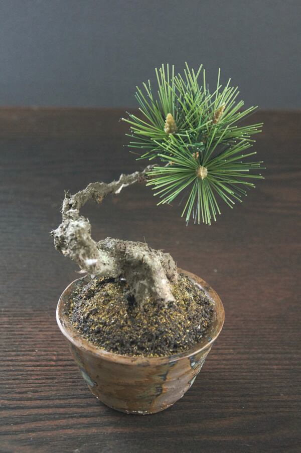 盆栽 松 Pinetree Bonsai #76 | Oh! BONSAI