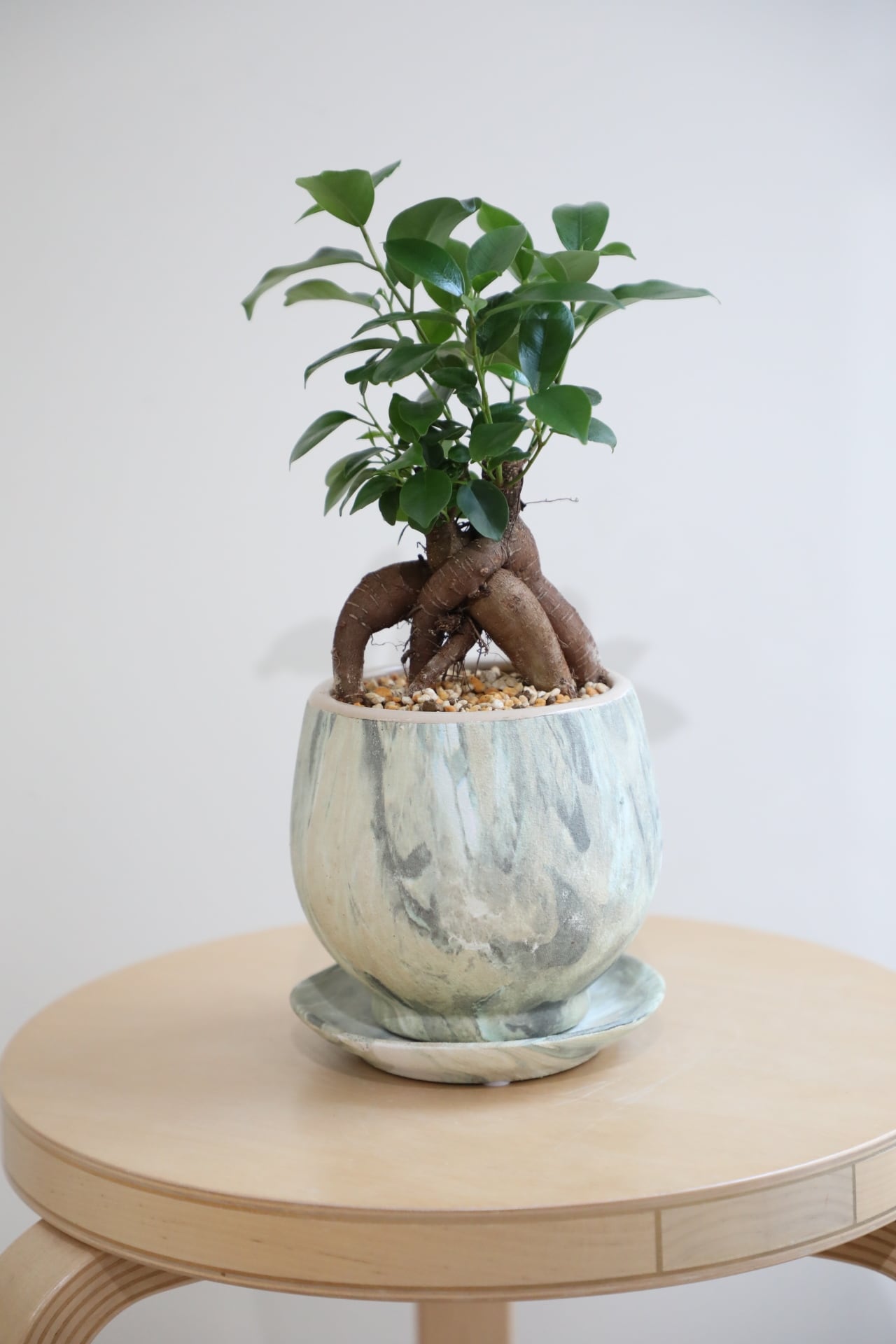 S】ガジュマル/Ficus microcarpa | 【厳選植物・器】MIDORI DOUMEI 翠