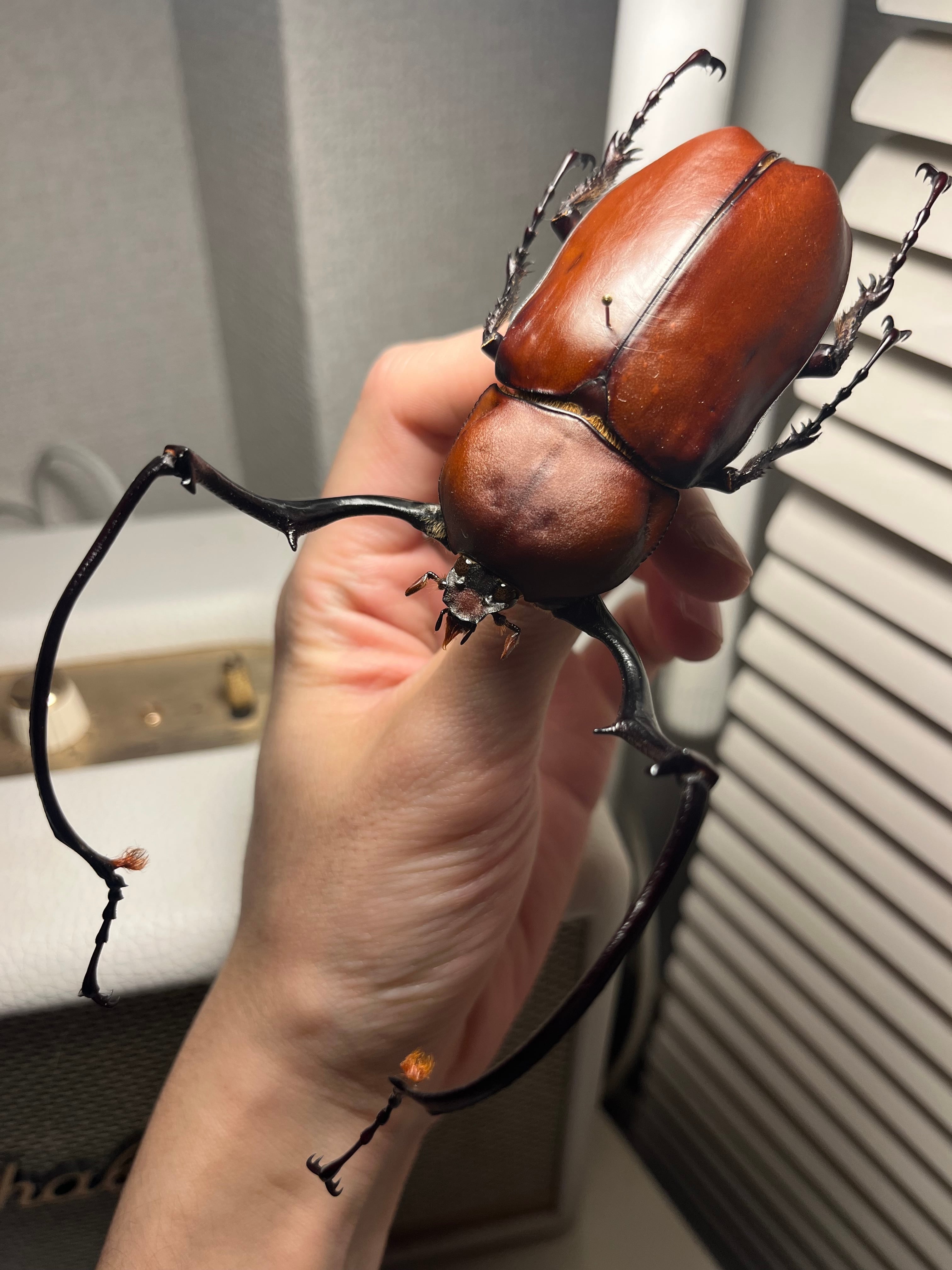 オモニキチュウ