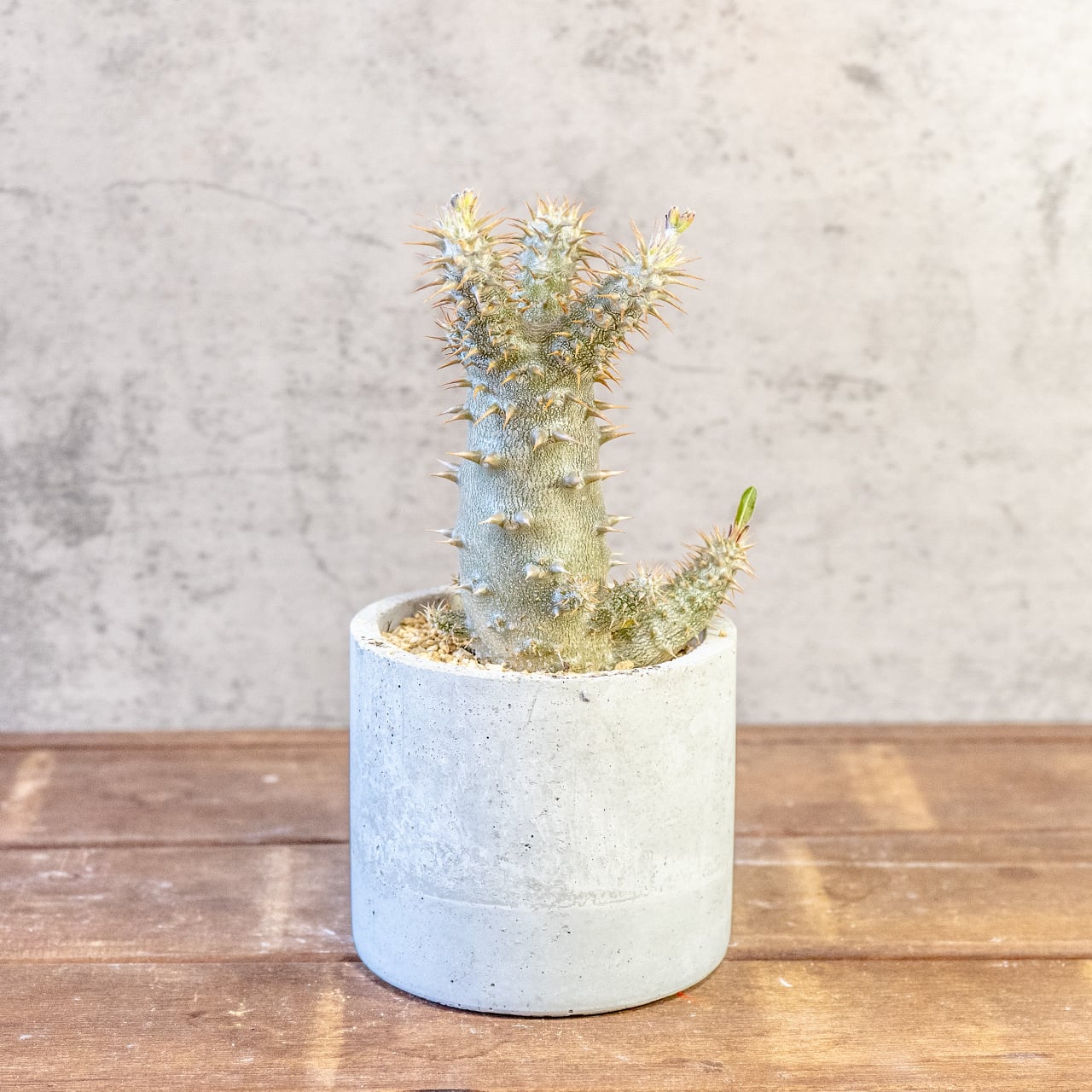 【太い幹。鋭い棘。力強さ溢れる姿】パキポディウム・デンシフローラム。根腐れを防ぐ独自配合の用土で、安心のボタニカルライフ|虫発生抑制(全国一律送料850円)