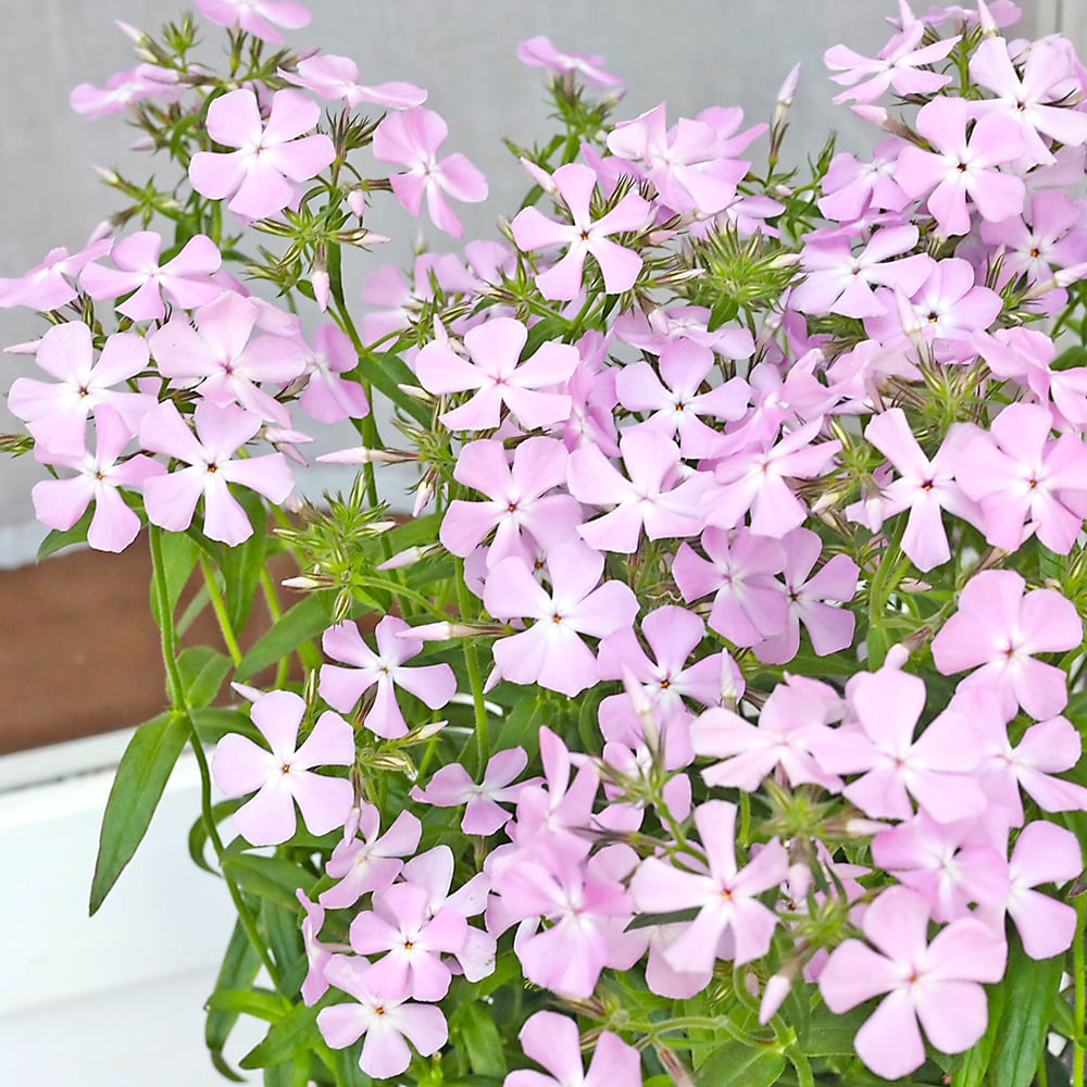 値引きセール 花苗 宿根草 フロックス ピロサ 3.5号 耐寒性 多年草