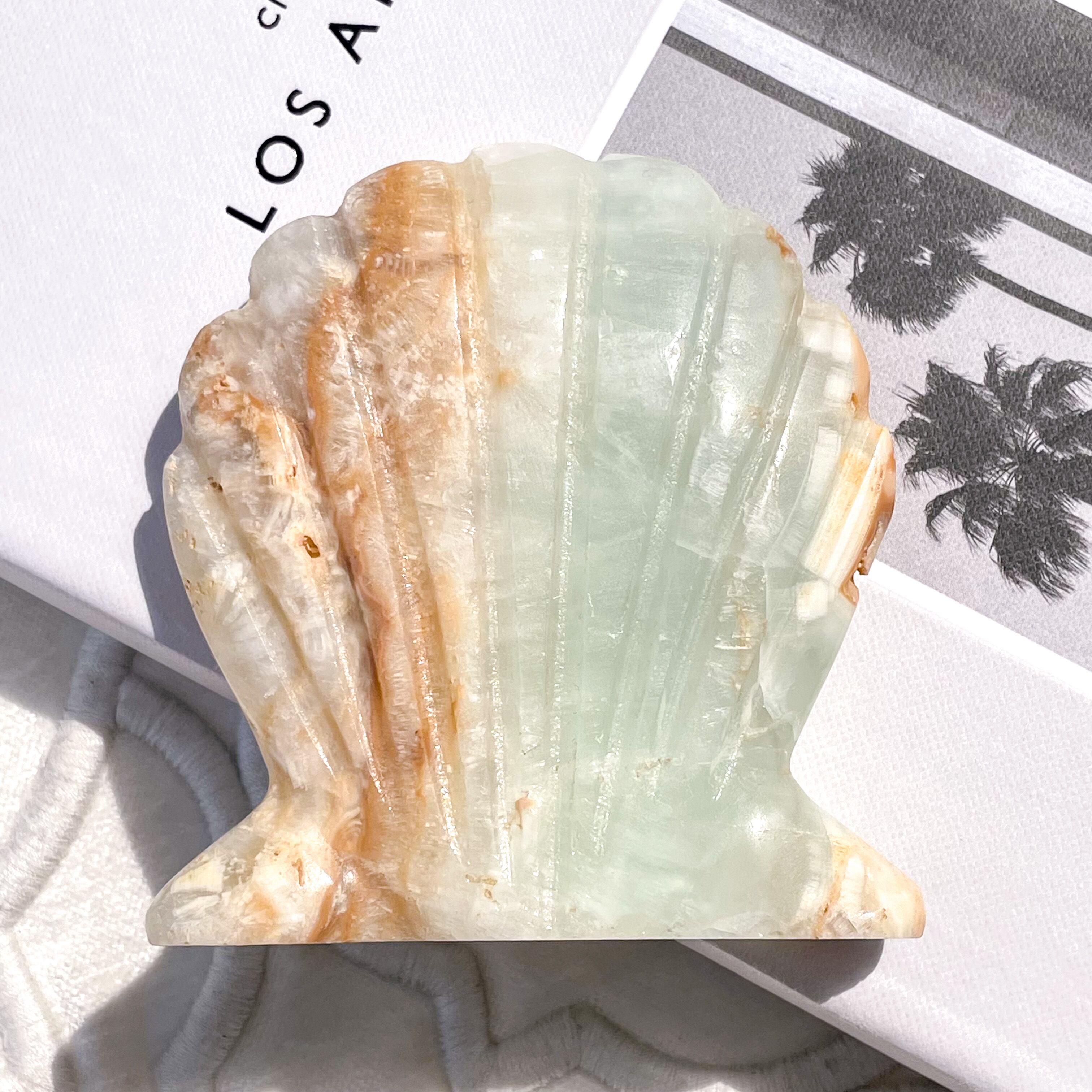 Caribbean Blue Calcite Shell 7 ✧ カリビアンブルーカルサイト