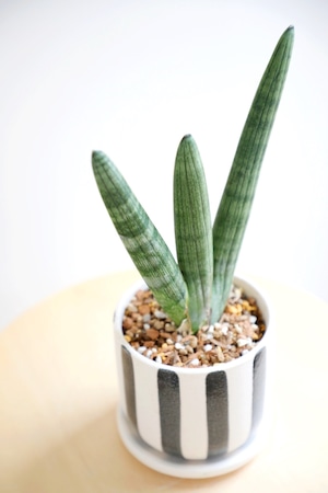 【S】サンスベリア ボンセレンシス/Sanseveria