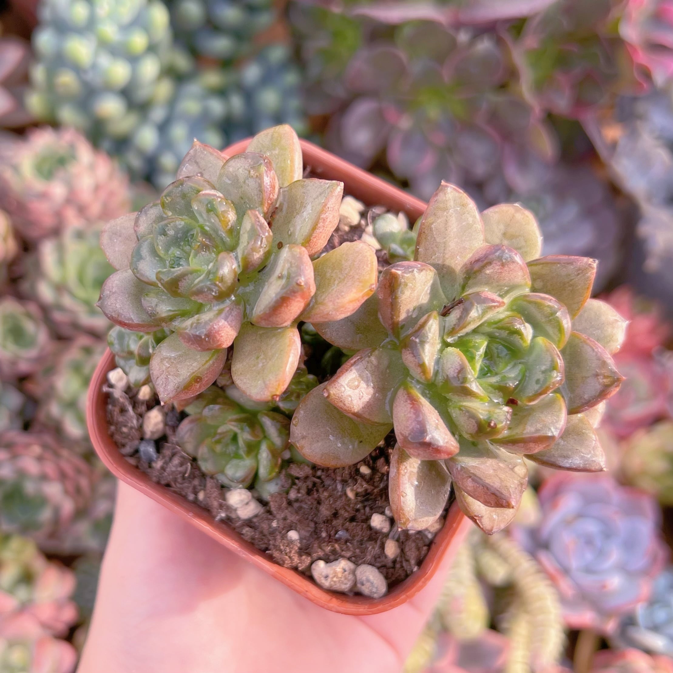 現品　ブドウ#1120　群生　るる農園