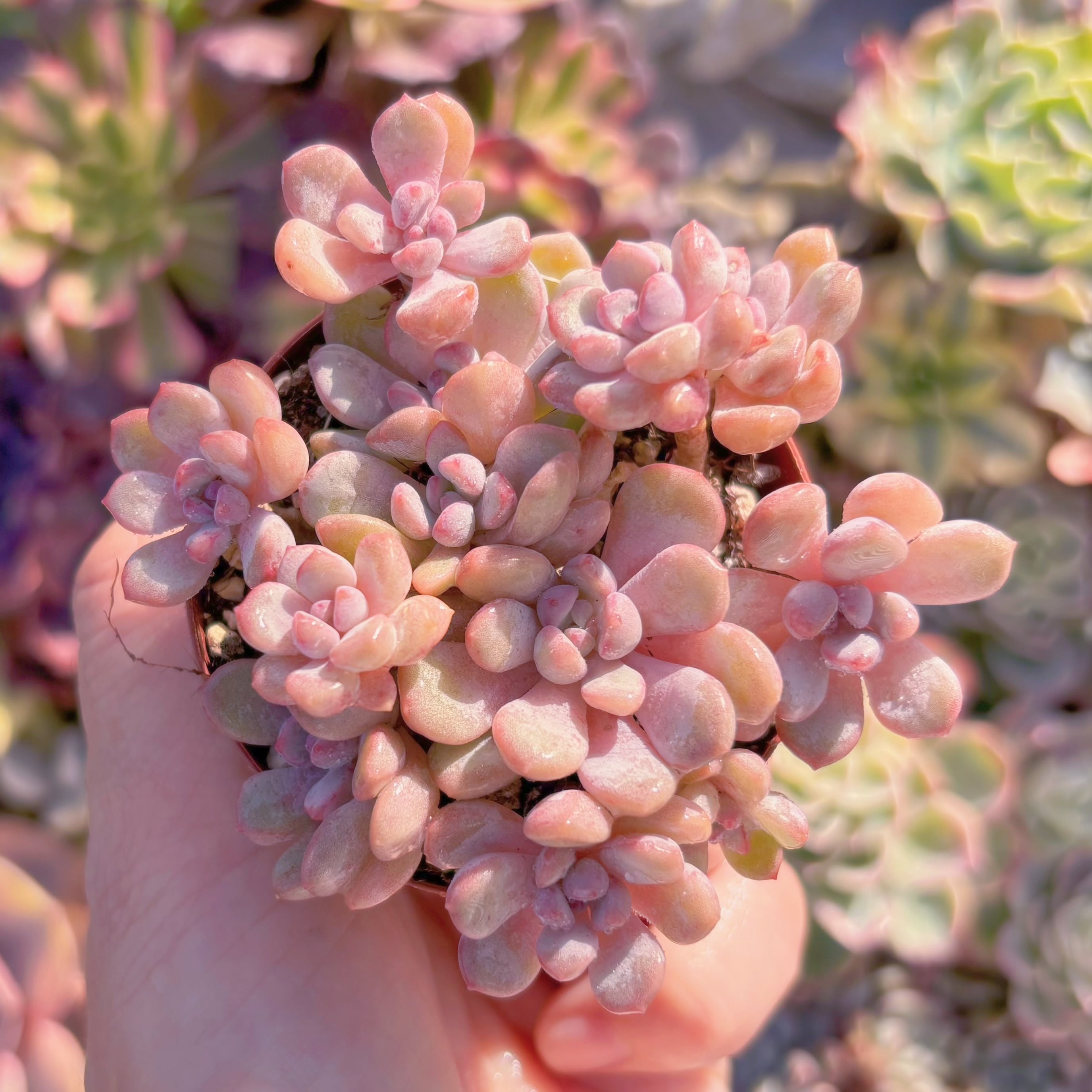 現品　萌豆#M058　群生　るる農園