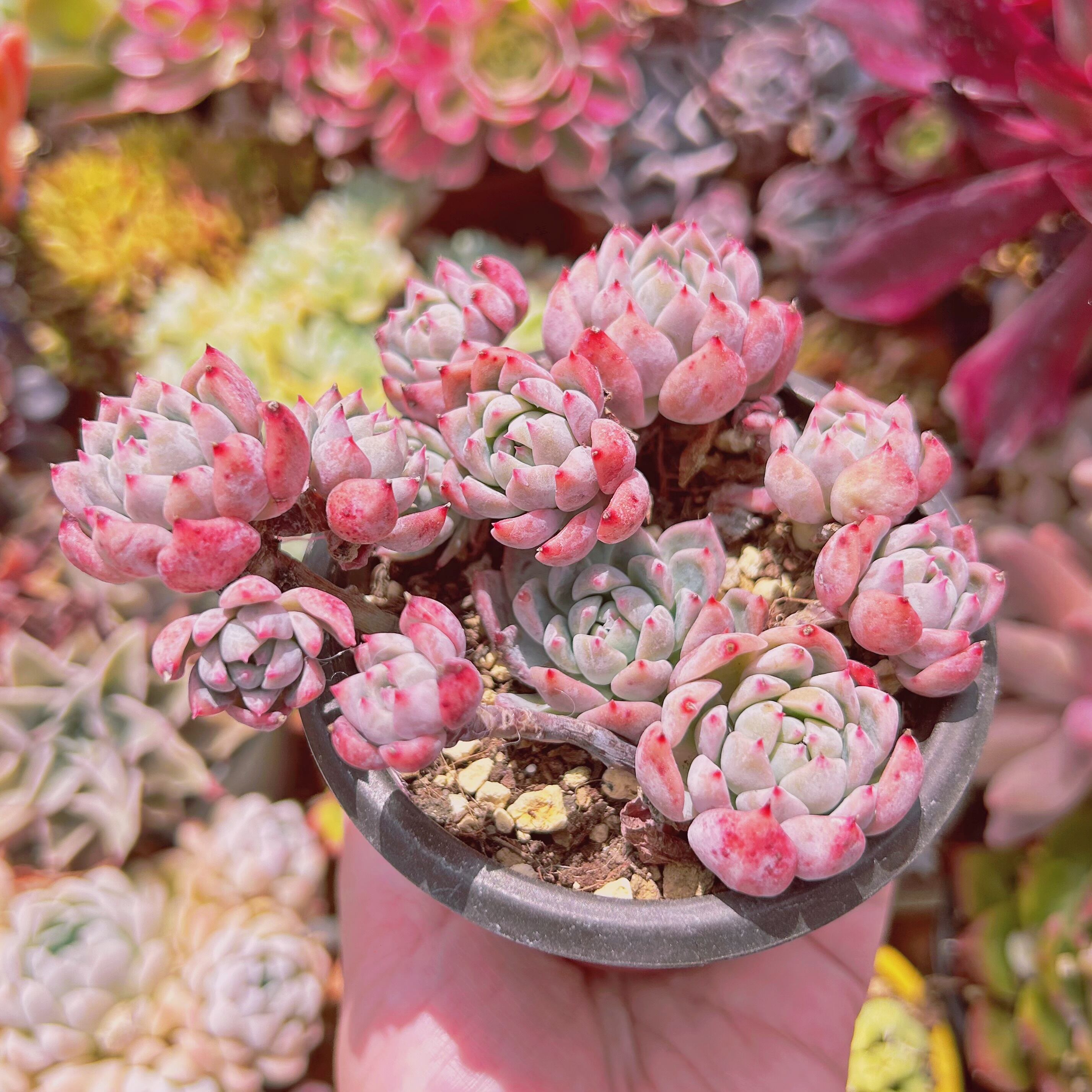 644現物 多肉植物 フロストフラワー | るる農園~多肉植物専門