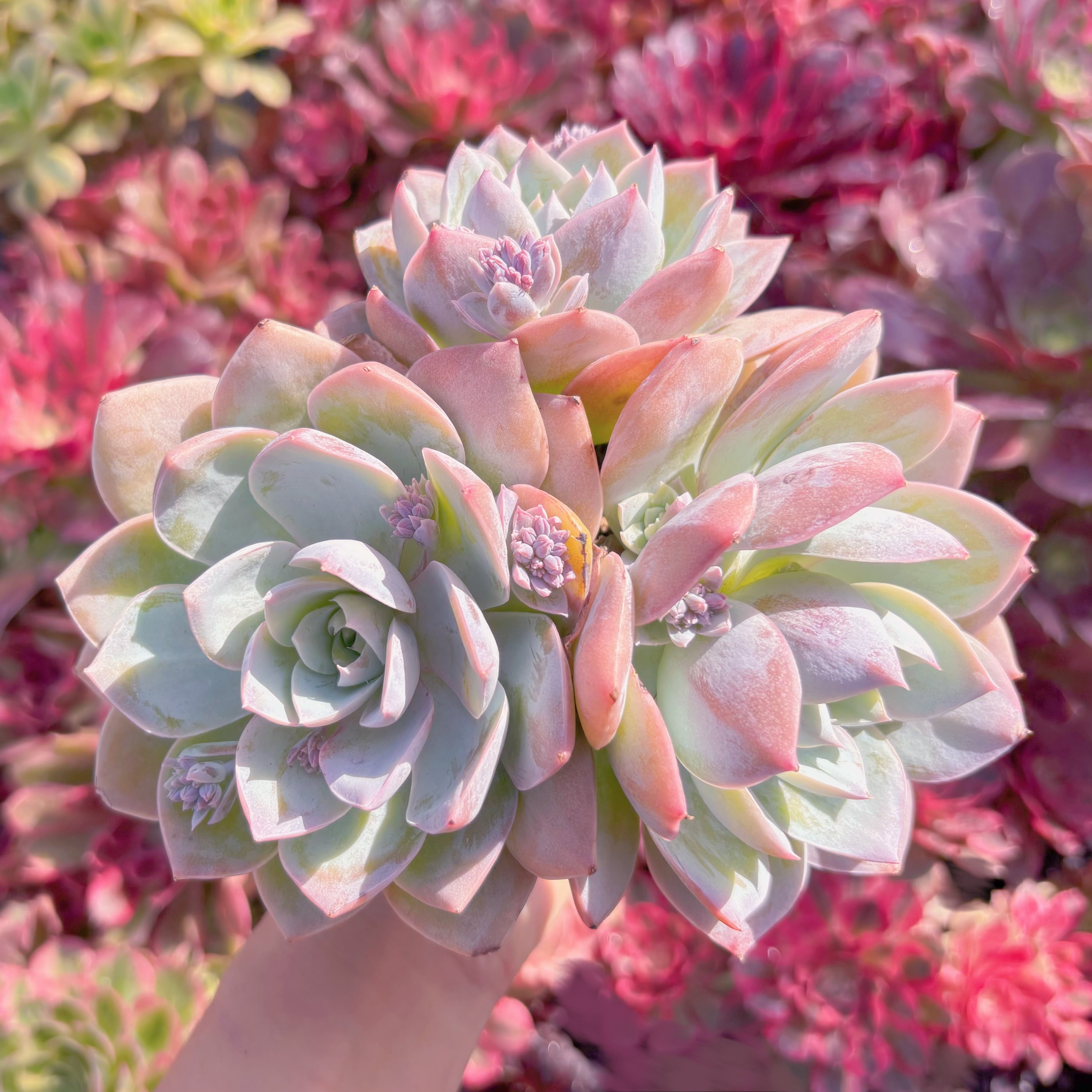 現品　Sedum suaveolens#M150　新入荷　るる農園