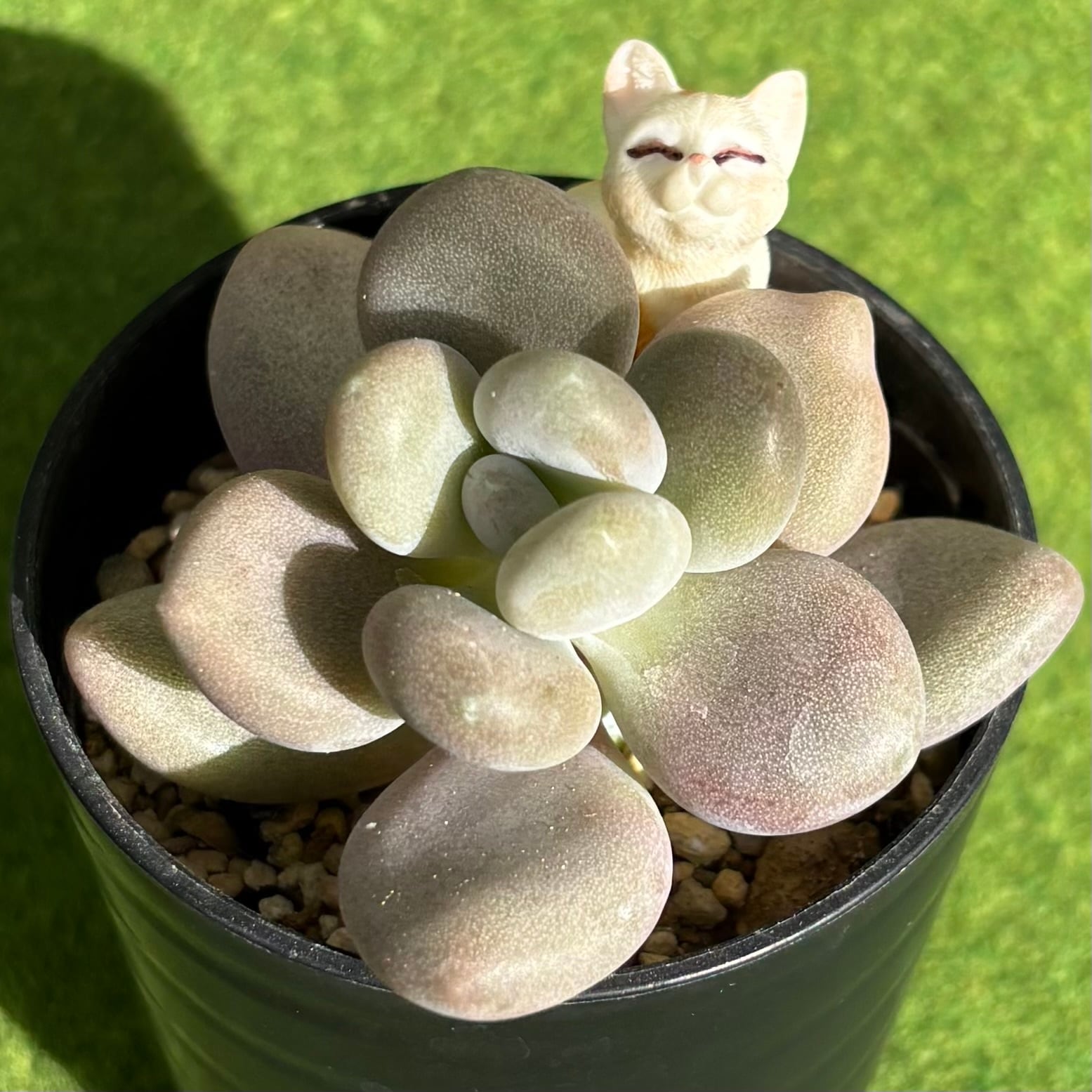 多肉植物 豆彦商店