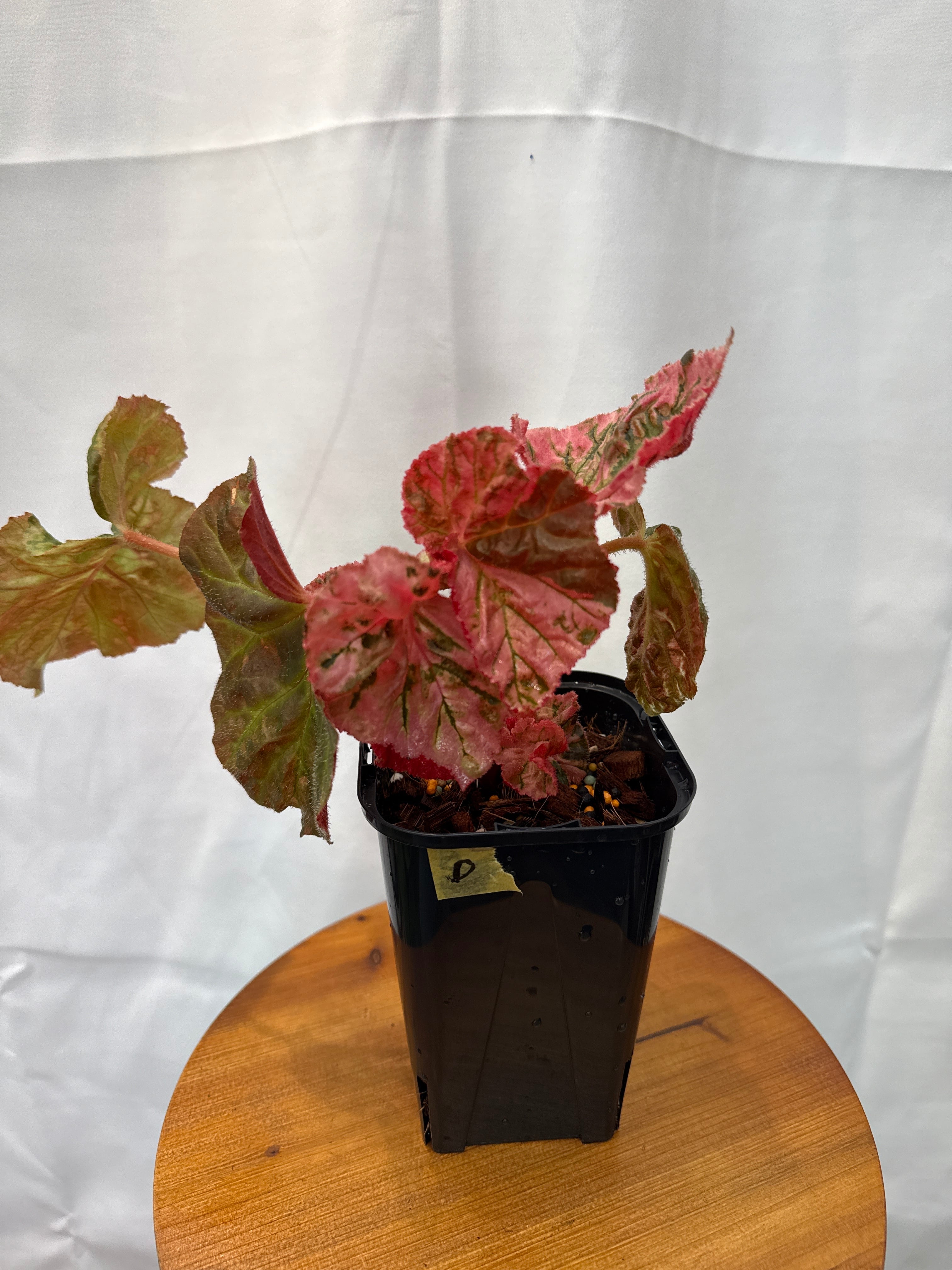 D) Begonia 