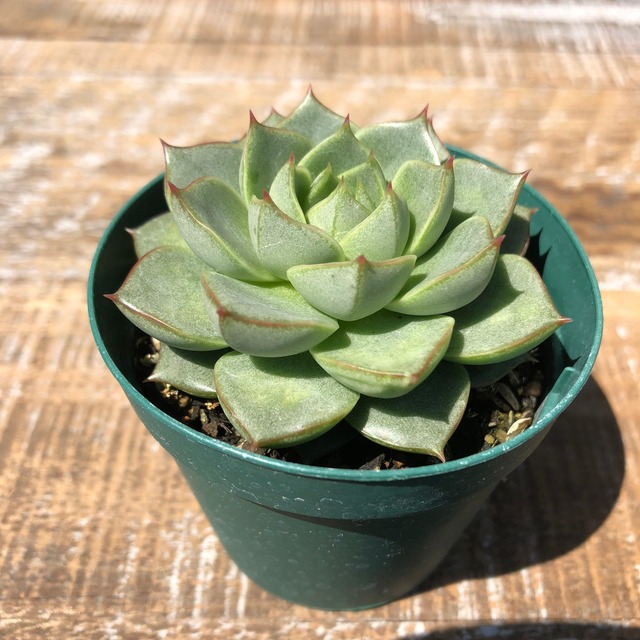 ファビオラ Echeveria 'Fabiola'