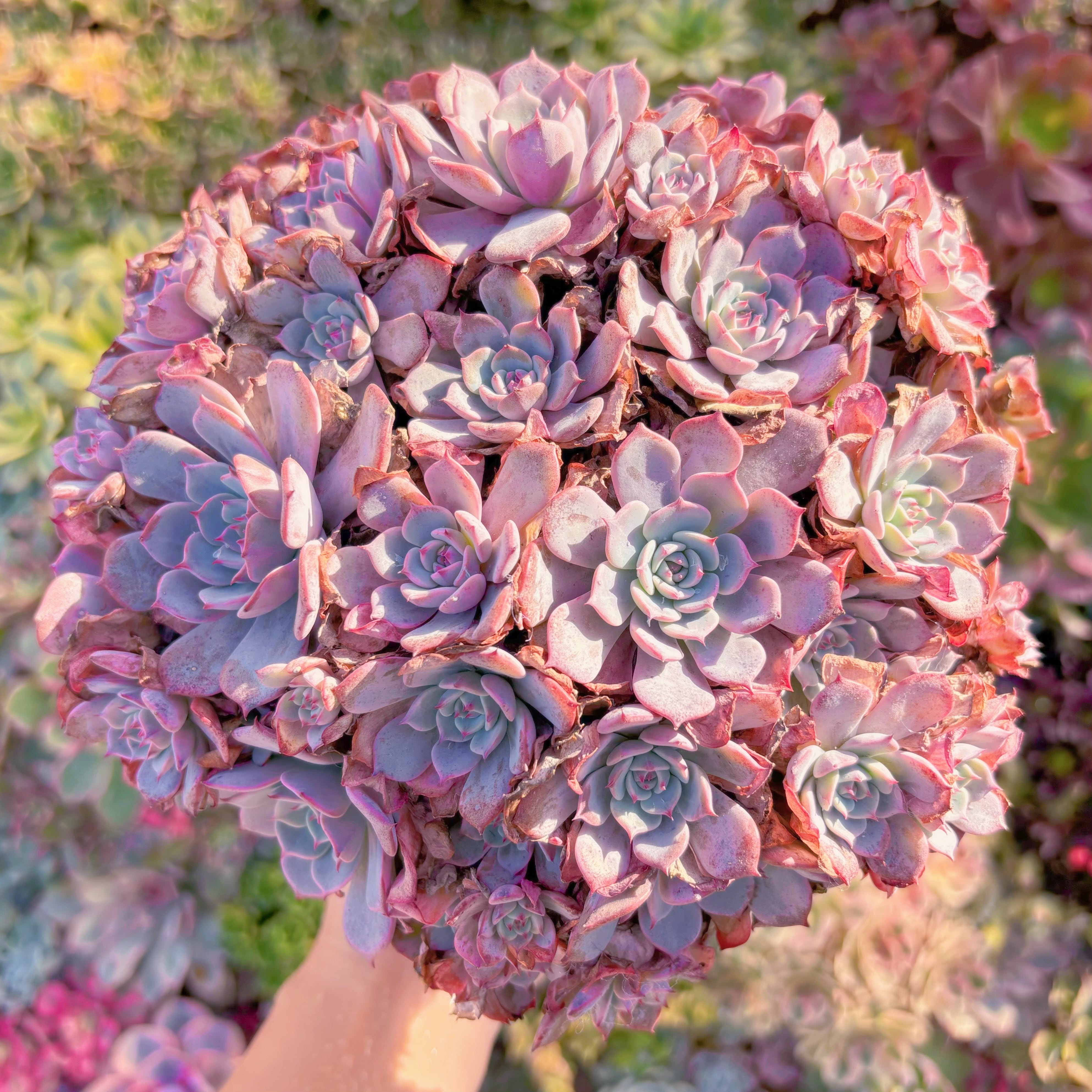 現品　ラウルンシス#576　特大群生　新入荷　るる農園