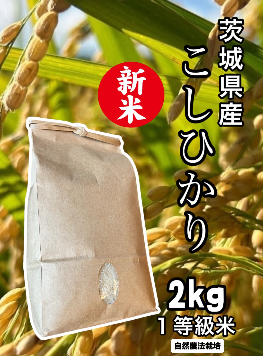 茨城 笠間産 大粒 無農薬 生栗 1kg | 栗処 旬