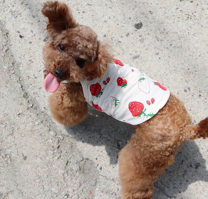【SALE】summer fruit top S ~ XL / 犬服 春夏 新作 タンクトップ 犬 服 袖なし ドッグウェア ワンコ服