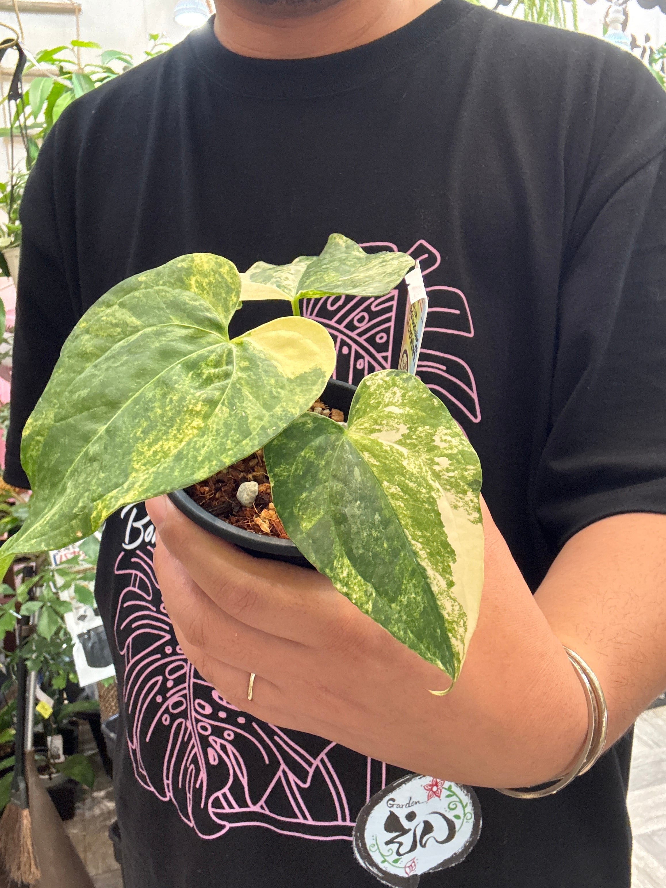 高品質　クリスタリナ産　ペンデュラム　美しい形状　4 Anthurium Pedatoradiatum 'variegated' x crystallinum / ペダトラ