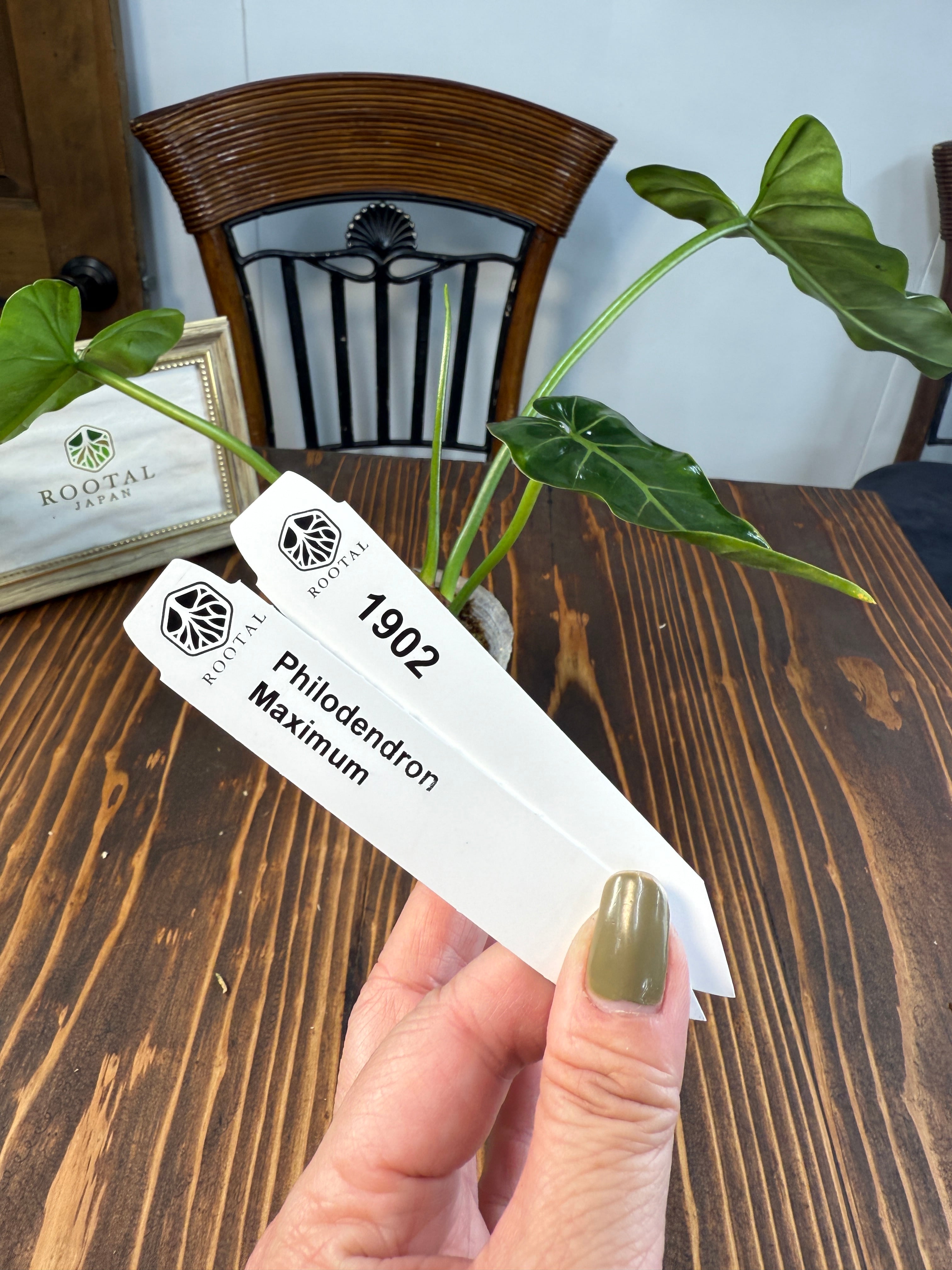 ★1902【しなやかな剣葉】フィロデンドロン マキシマム(8cm口径ポット)