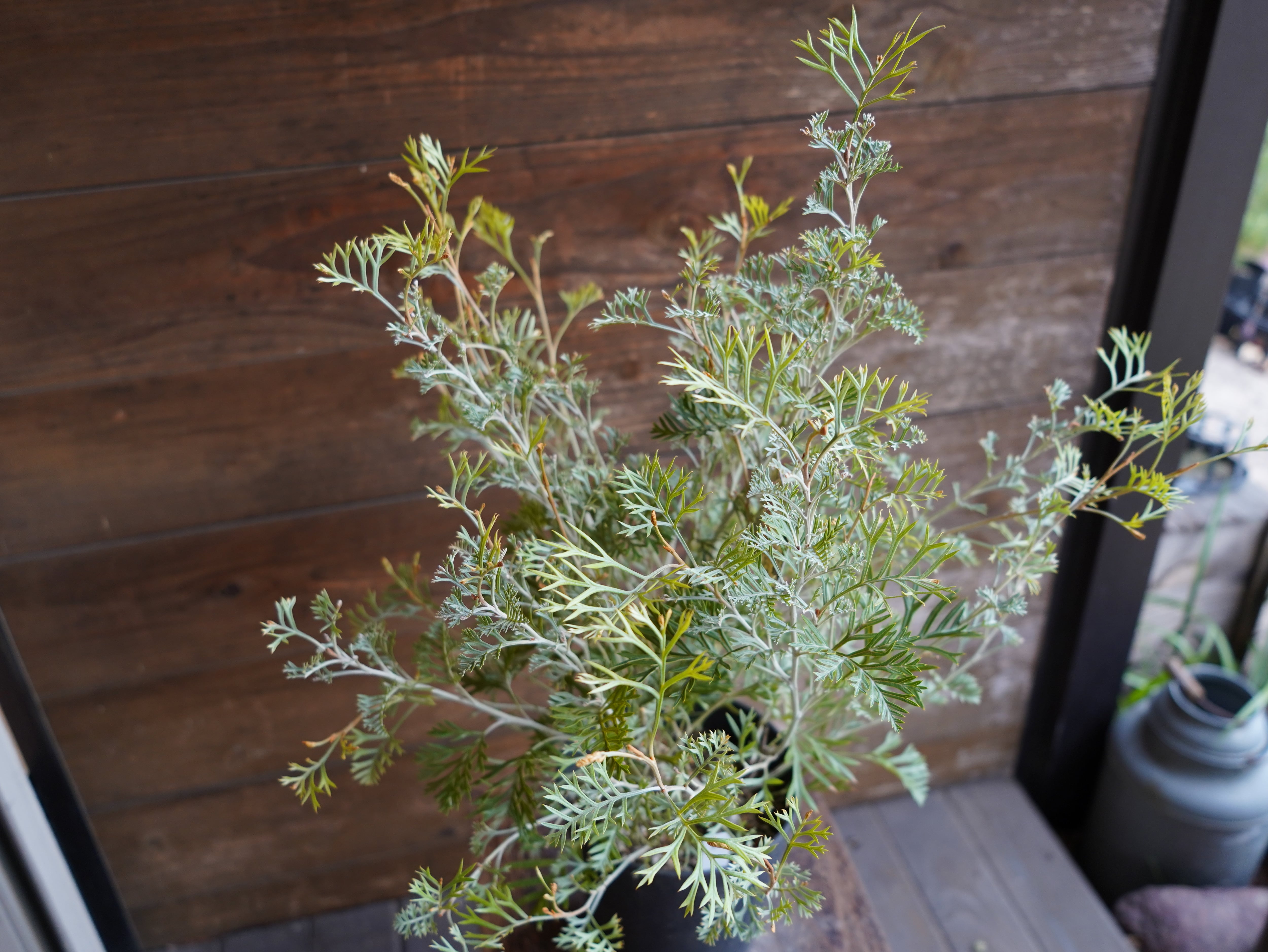 【現物】グレビレア　”クリームパッション”　B