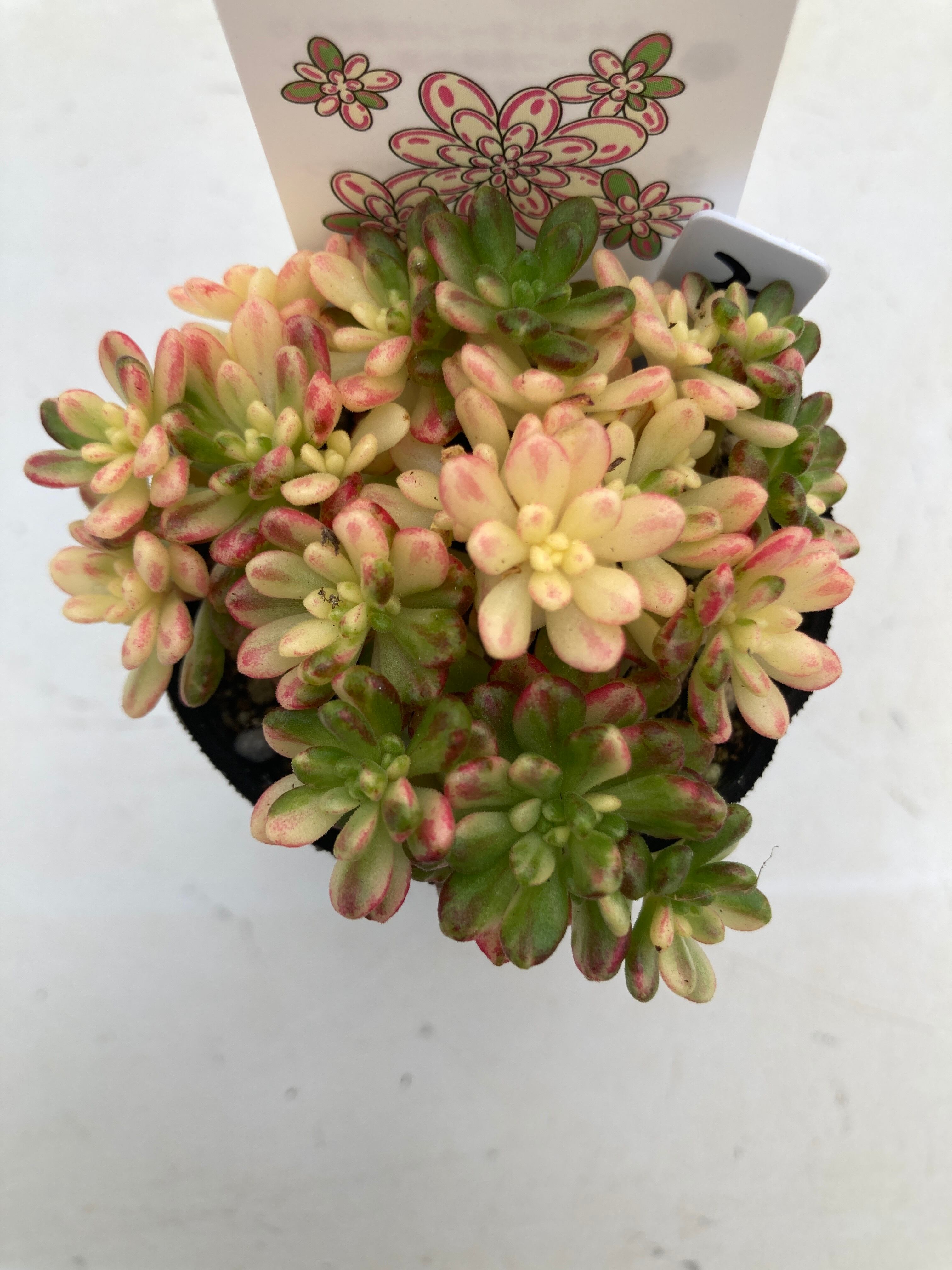 現物商品】 小人の祭り錦 ② | 多肉植物研究所