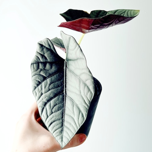 静かな存在感 アロカシア・エレーン｜希少種 観葉植物 calm cafe