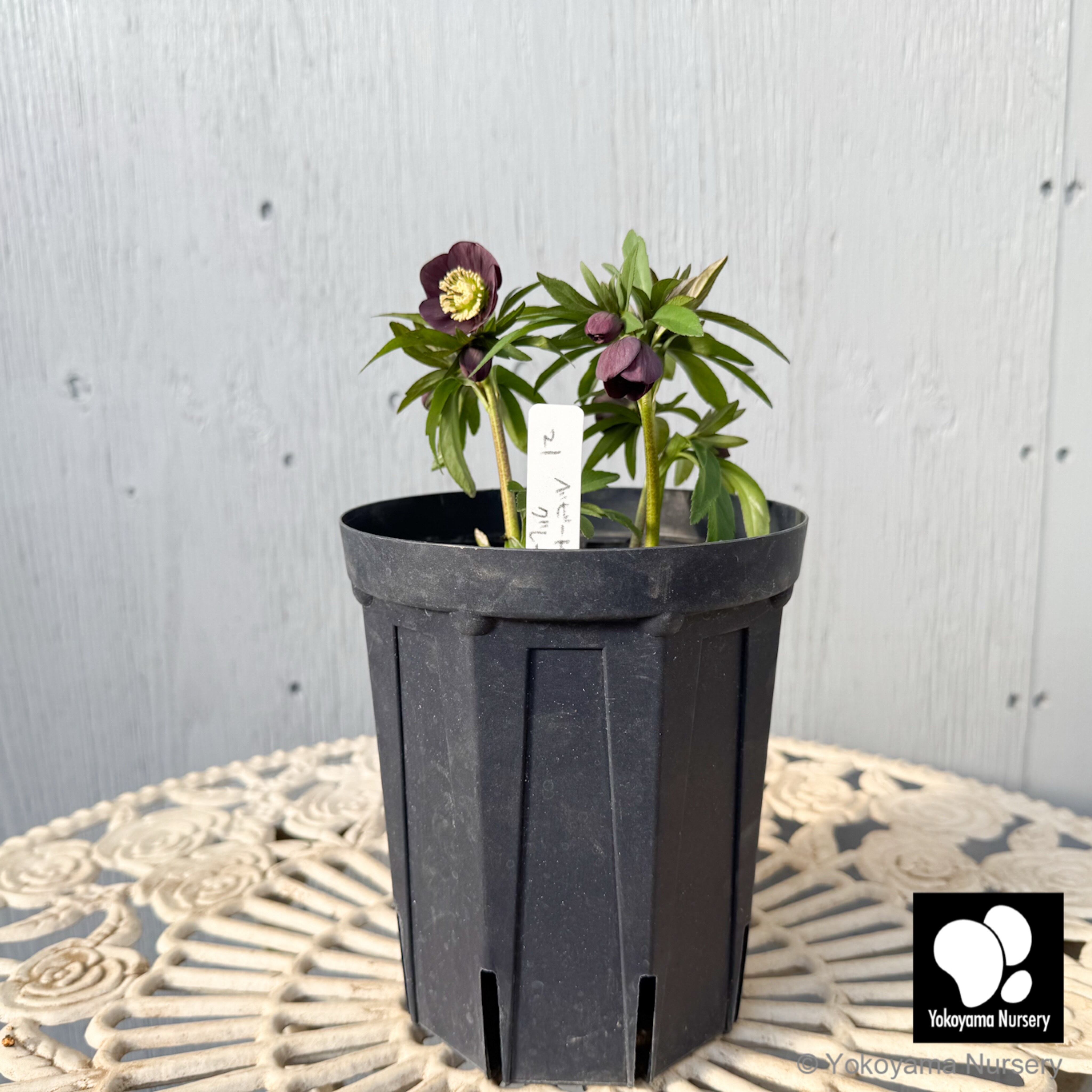 抽選販売】［21］ クリスマスローズ ベビードール グレー 4.5号 深