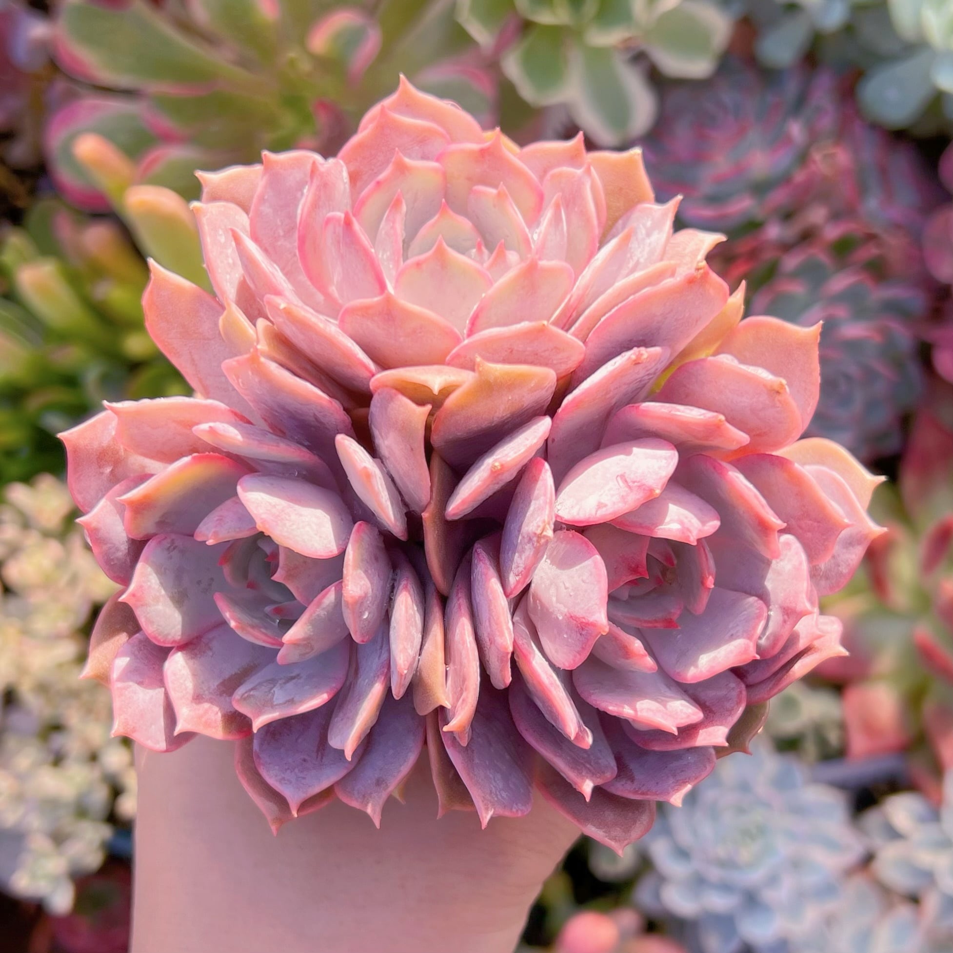 多肉植物  ローラ(中)　3～5頭　新入荷