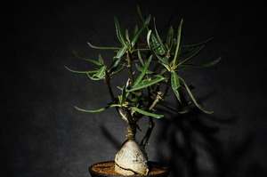 パキポディウム サキュレンタム