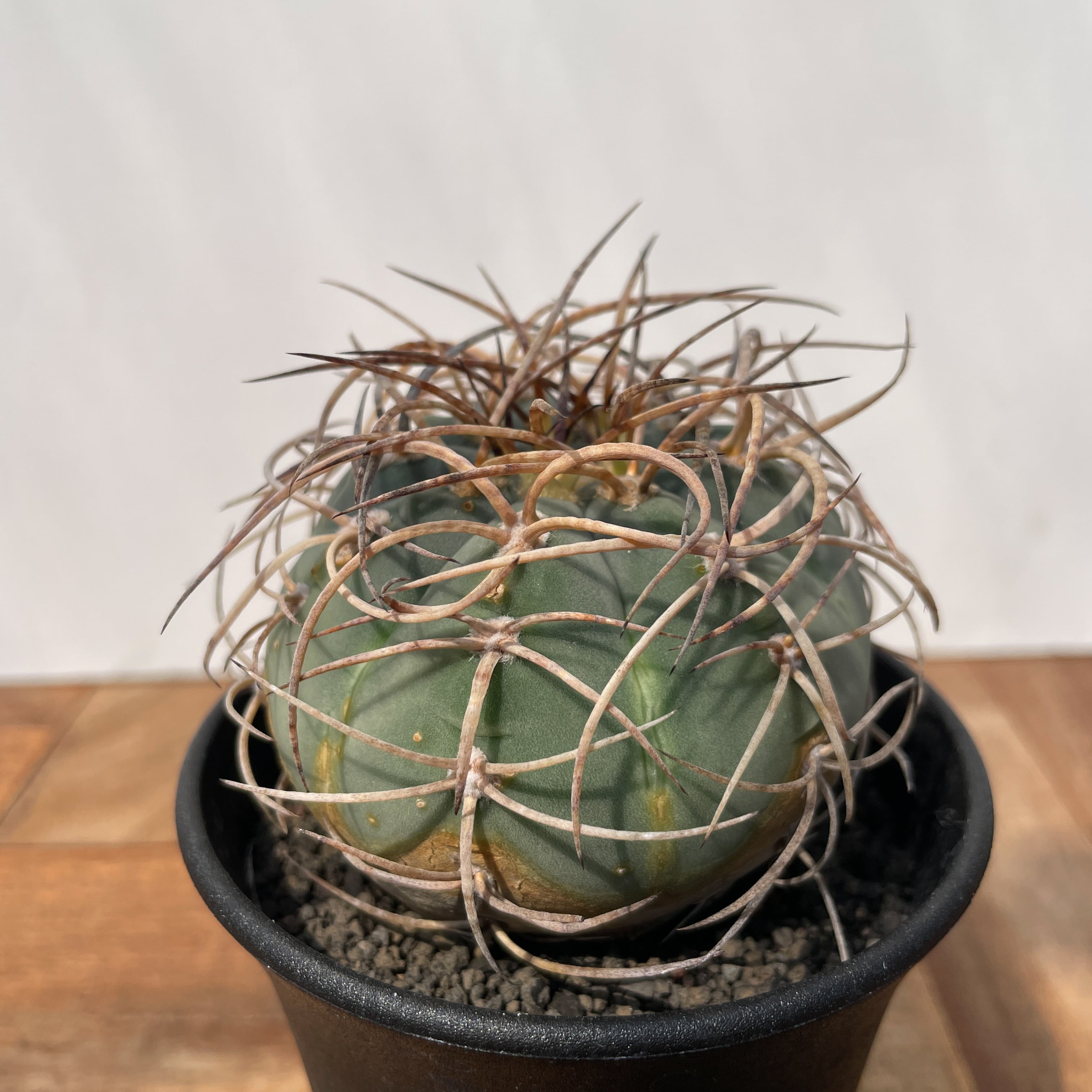 サボテン　光琳玉　30個程度　ギムノカリキウム Gymnocalycium cardenasianum【ギムノカリキウム・村主光琳玉