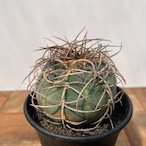 Gymnocalycium cardenasianum【ギムノカリキウム・村主光琳玉】