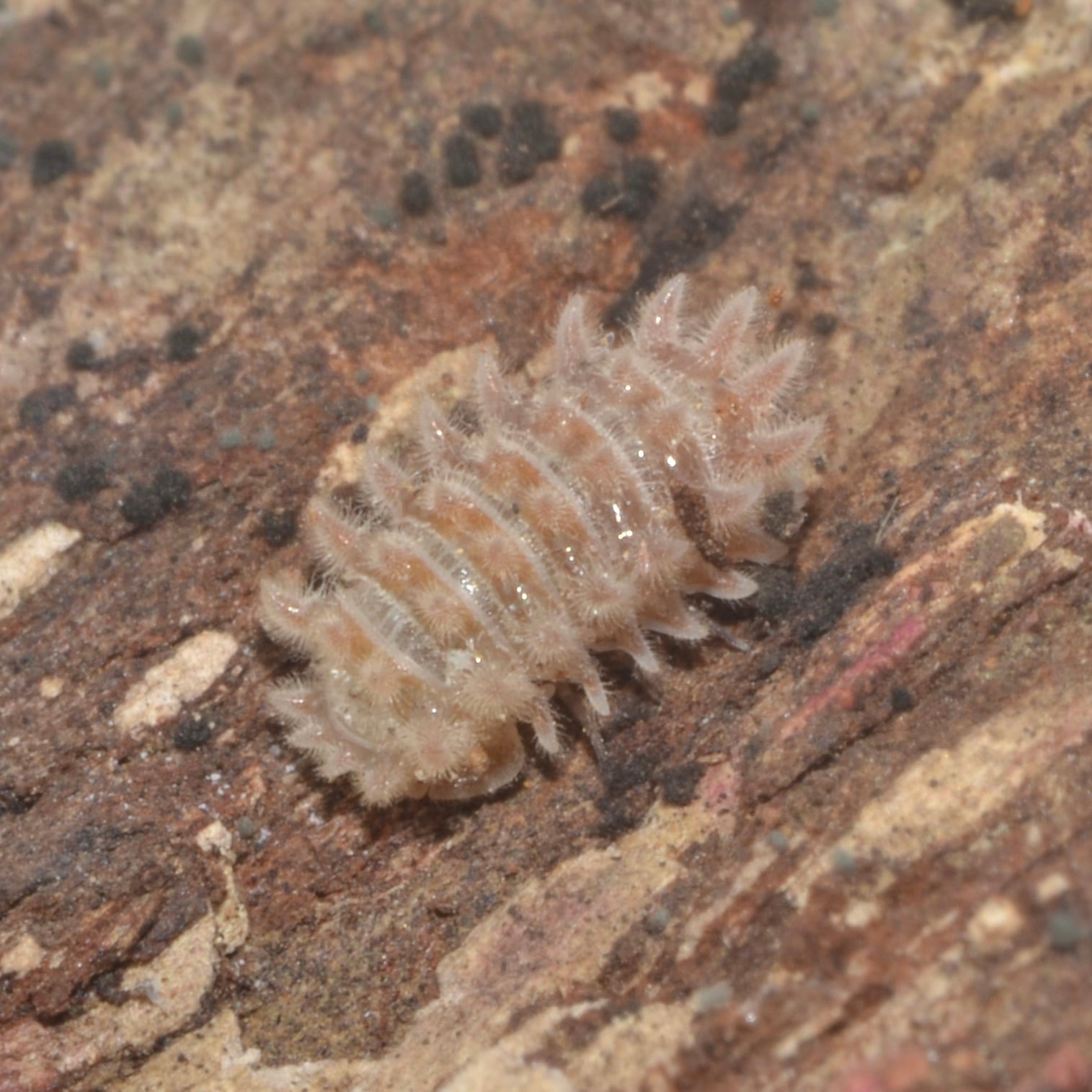 スピノサスダンゴムシ 5匹セット | Pay ID