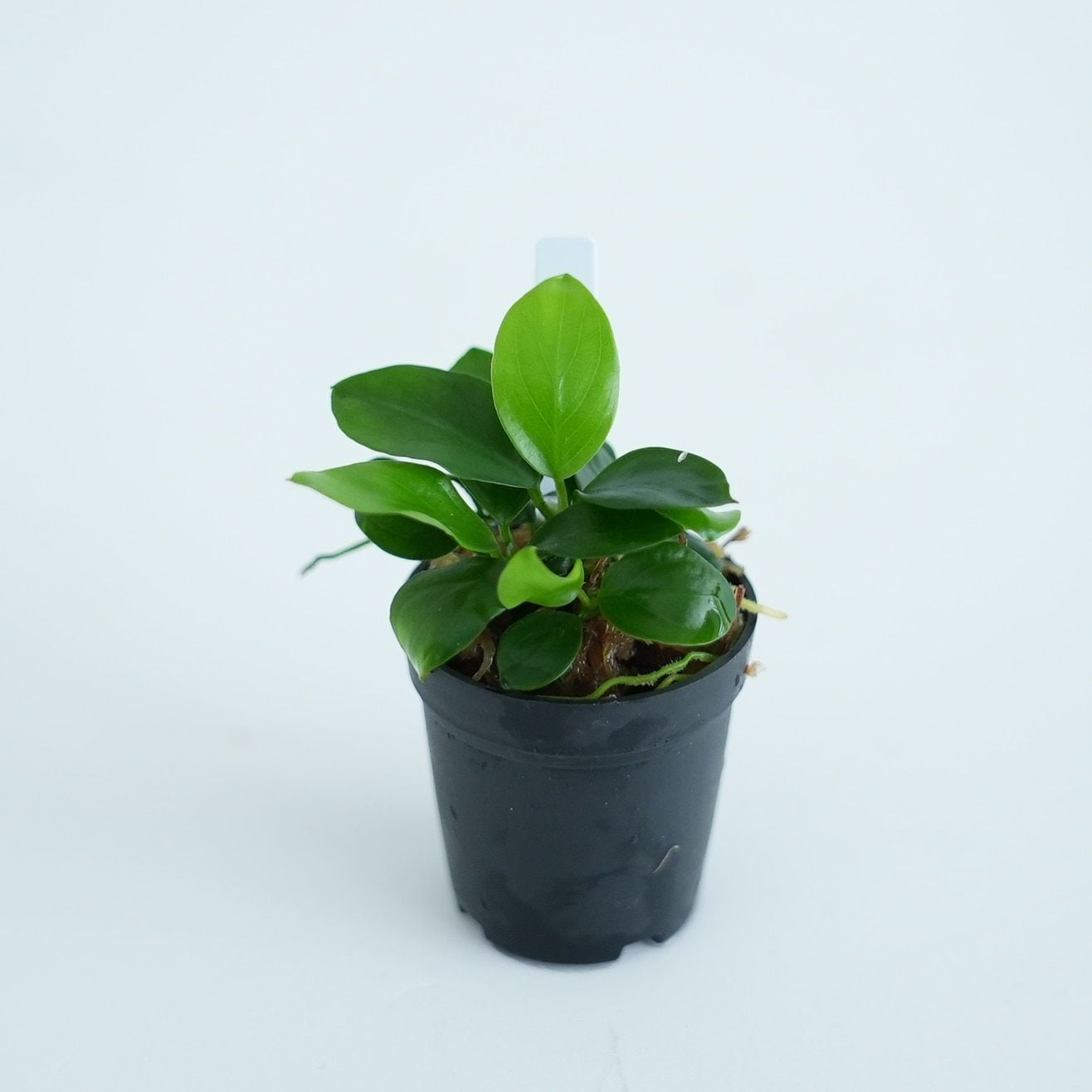 アヌビアス・ナナ ”ミニ” 苔テラリウム作製用素材◇アクアテラリウムや