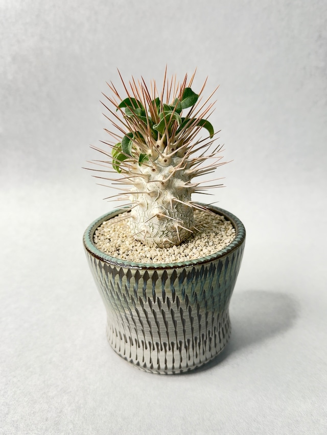 パキポディウム・光堂