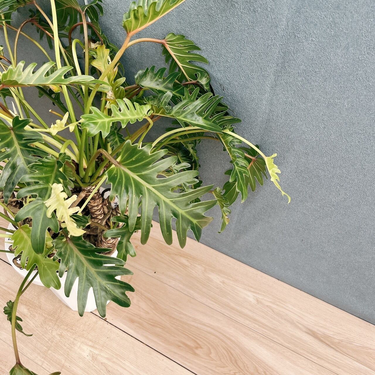 現品］F フィロデンドロン クッカバラ 幹上がり 8号 観葉植物 室内