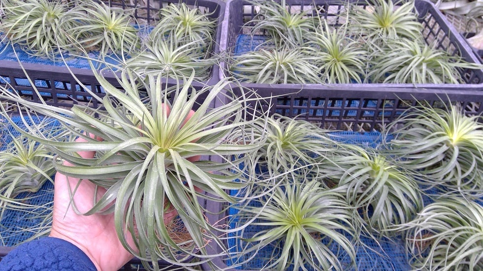 チランジア ファシクラータ, Red-Multi Bract 【公式通販】