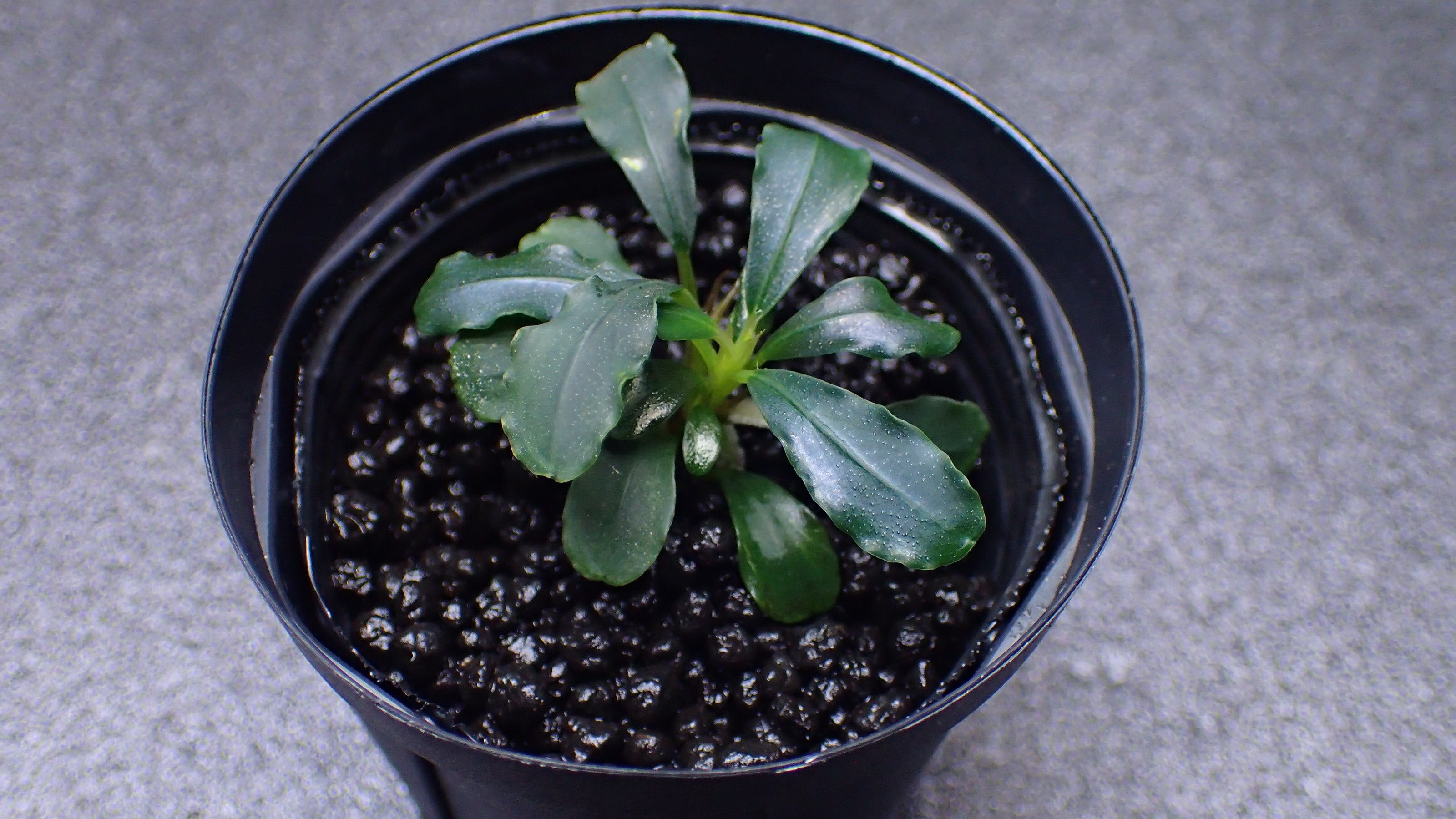 Homalomena sp Mahakam hulu Kalimantan timur 1株 | 熱帯植物 水草