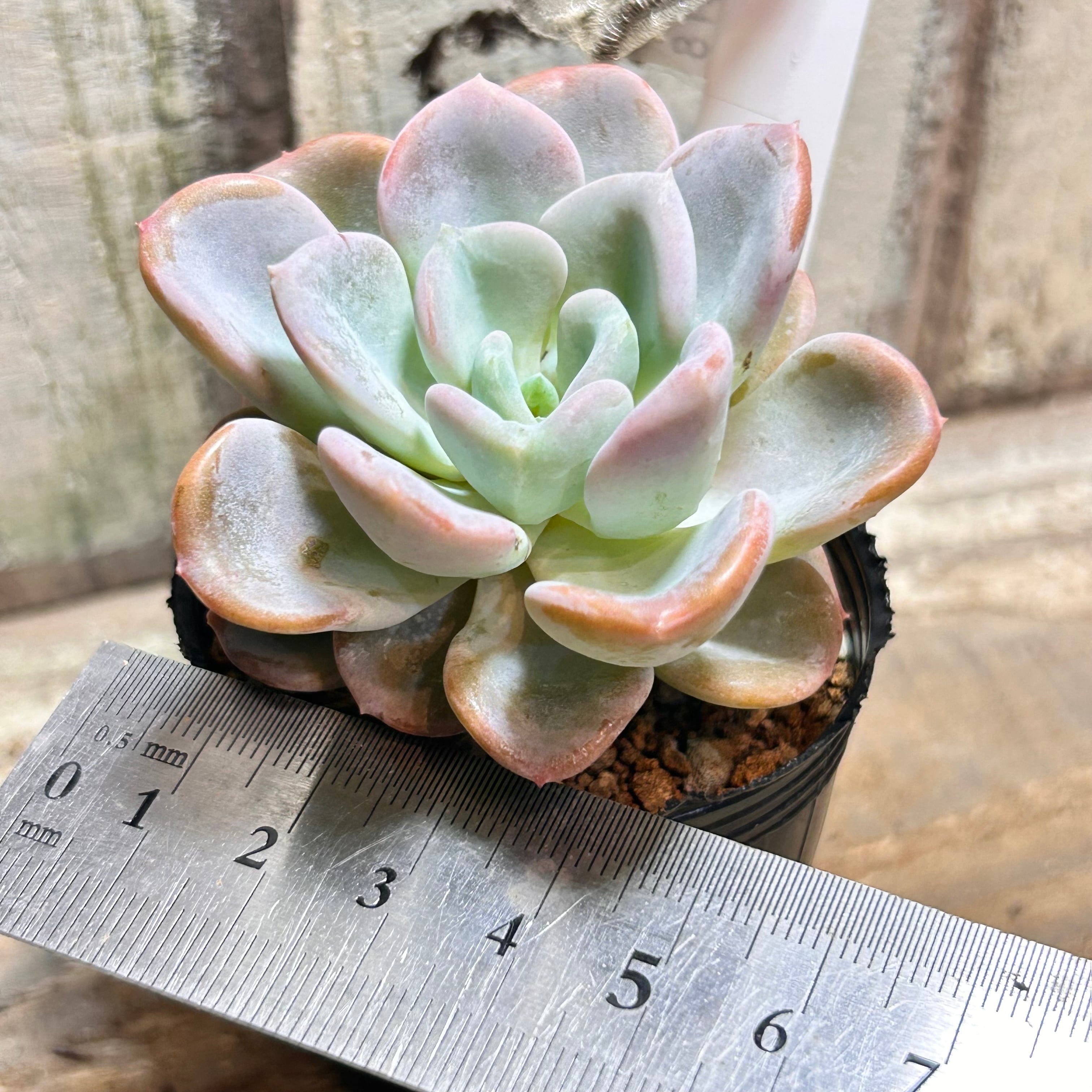 オルペット | RuPo 多肉植物専門店
