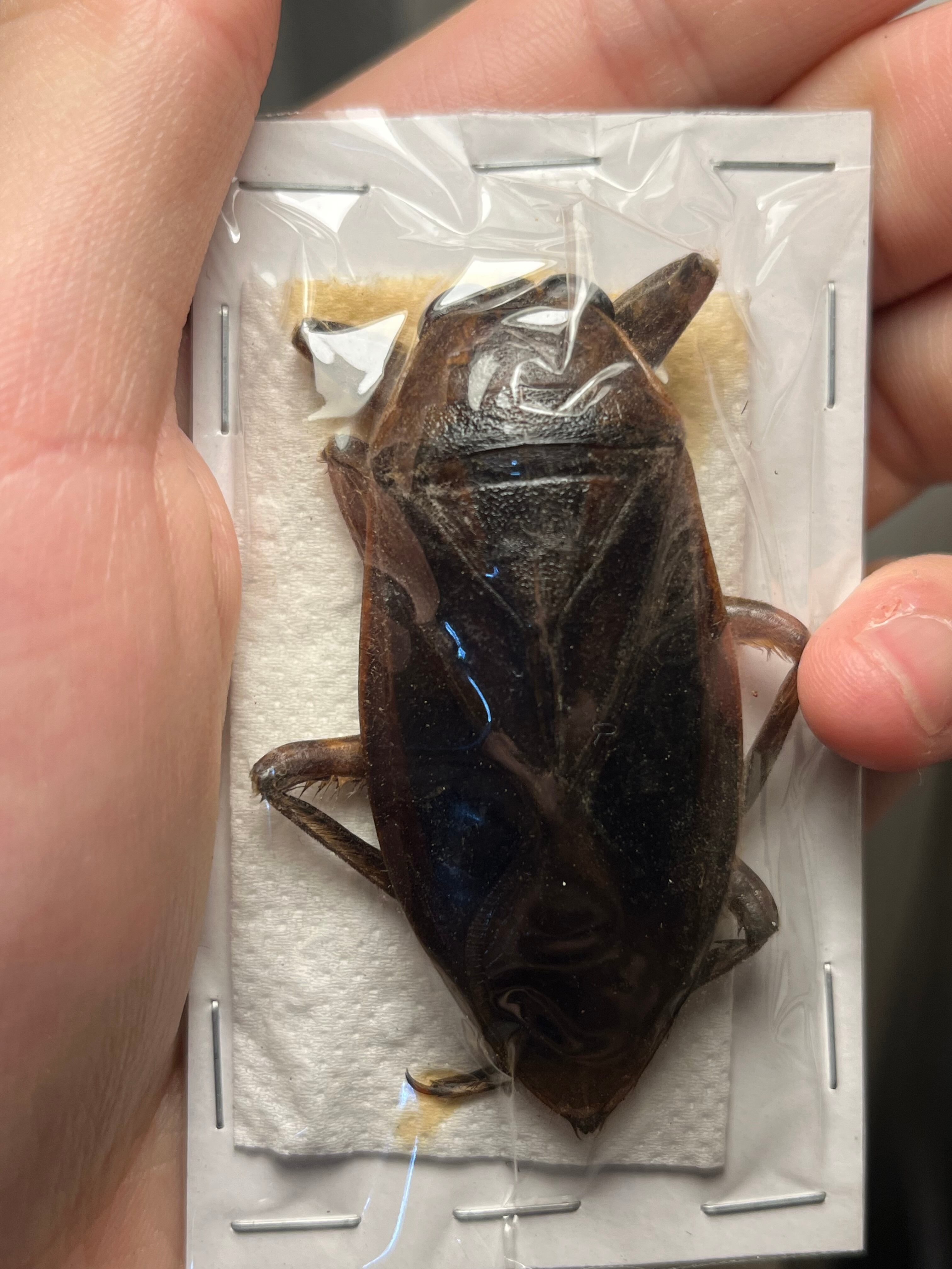 標本】ニジイロクワガタ オウゴンオニクワガタ ピカール血統 エラフス