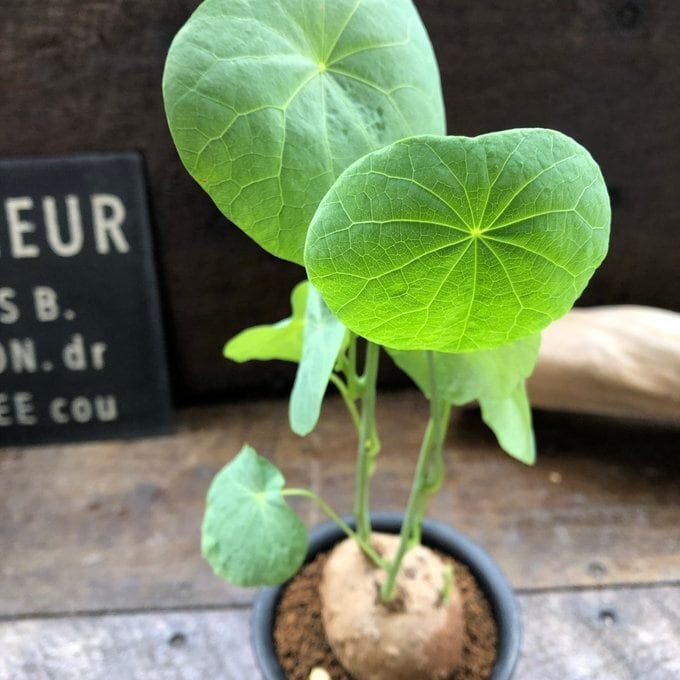 ステファニア セファランサ】 超希少 パリジェンヌ 塊根植物