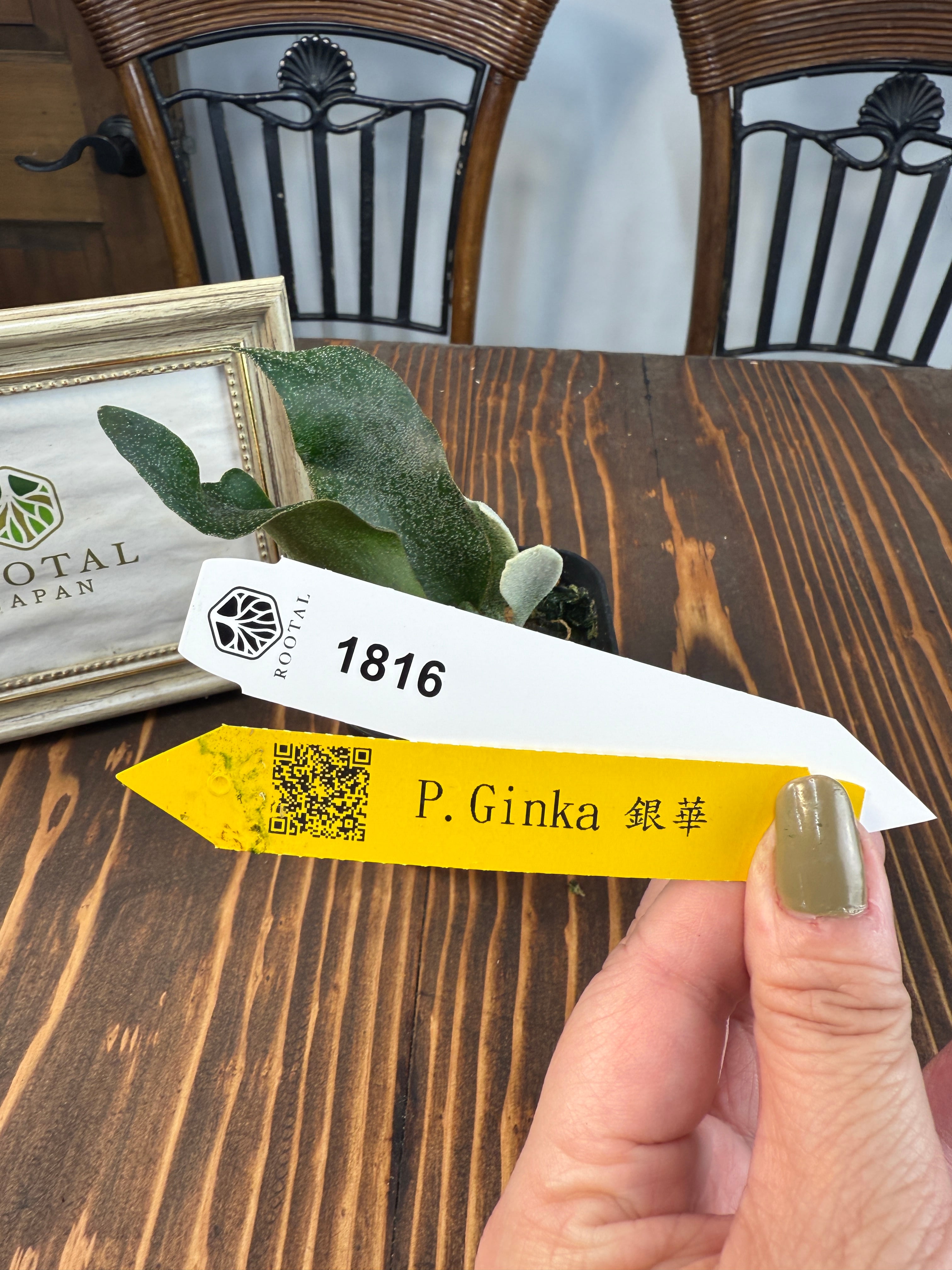 ★1816 ビカクシダ ギンカ SPORE