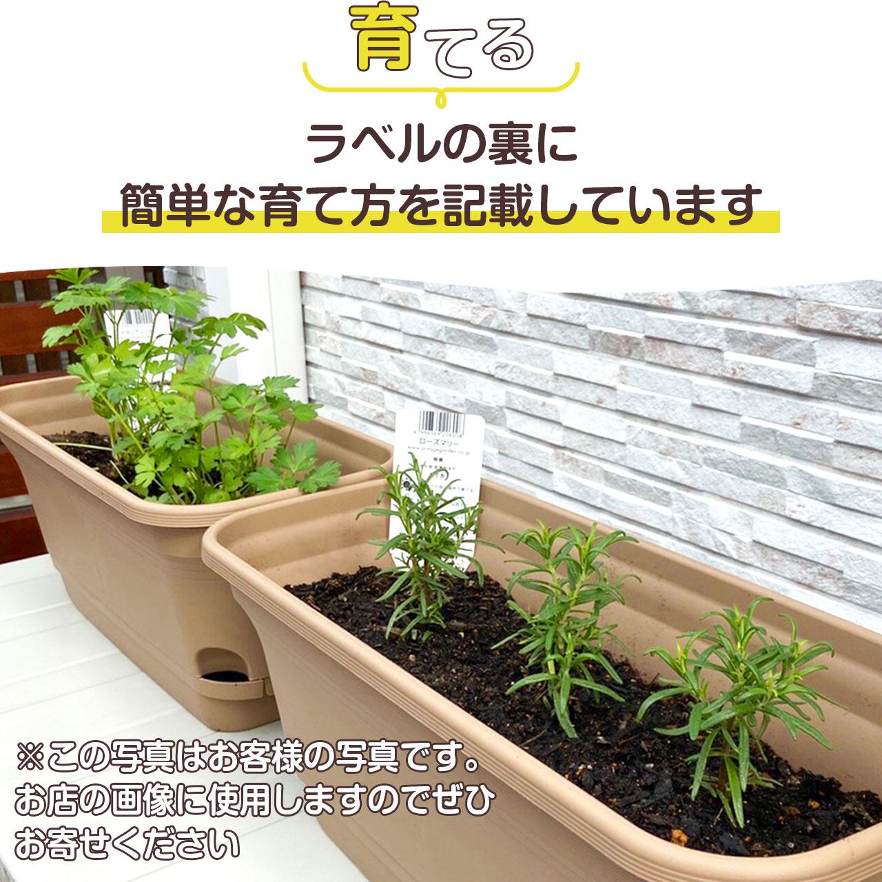 ハーブ 苗 セット 5個 | ハーブ苗のポタジェガーデン 本店