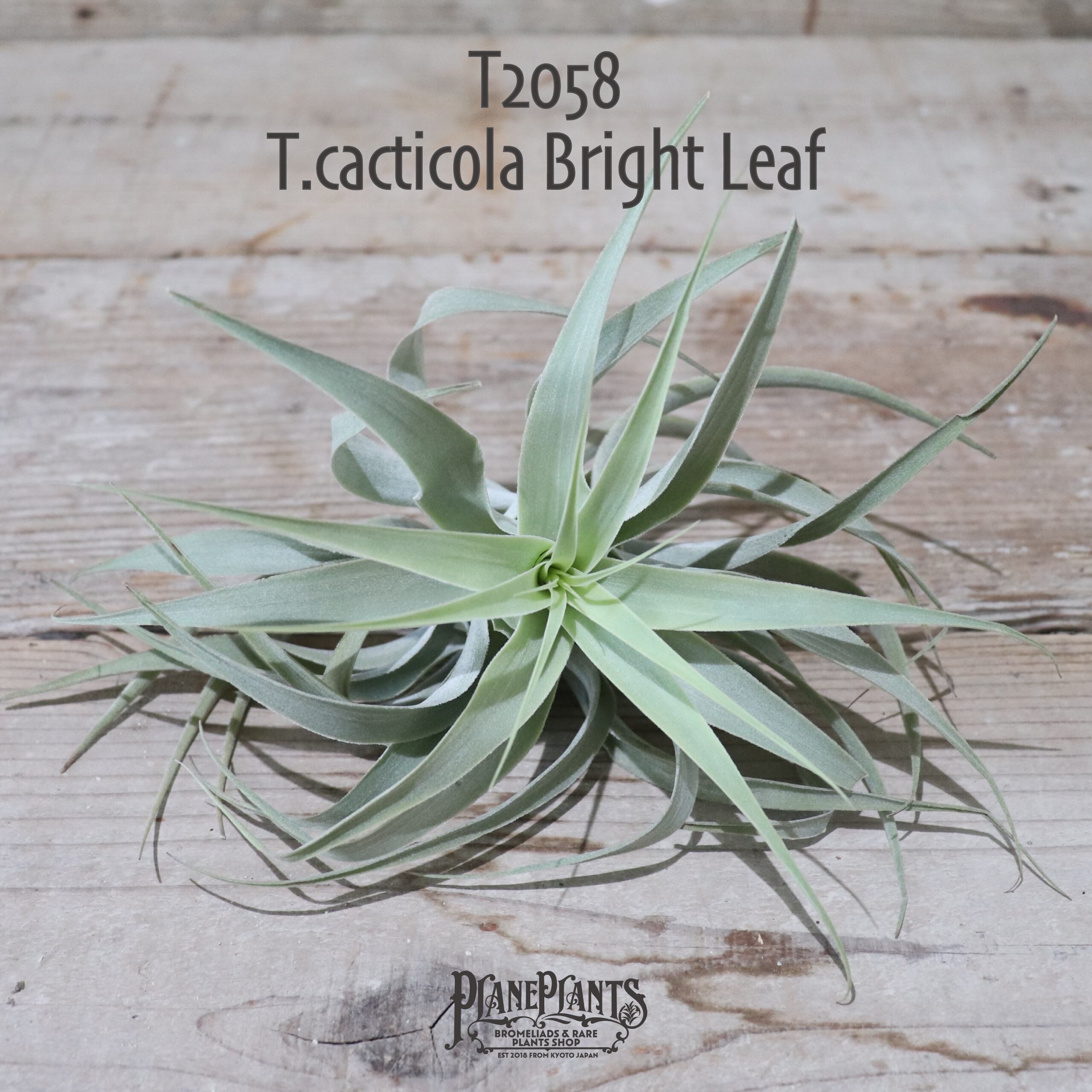 【送料無料】cacticola Bright Leaf〔エアプランツ〕現品発送T2058