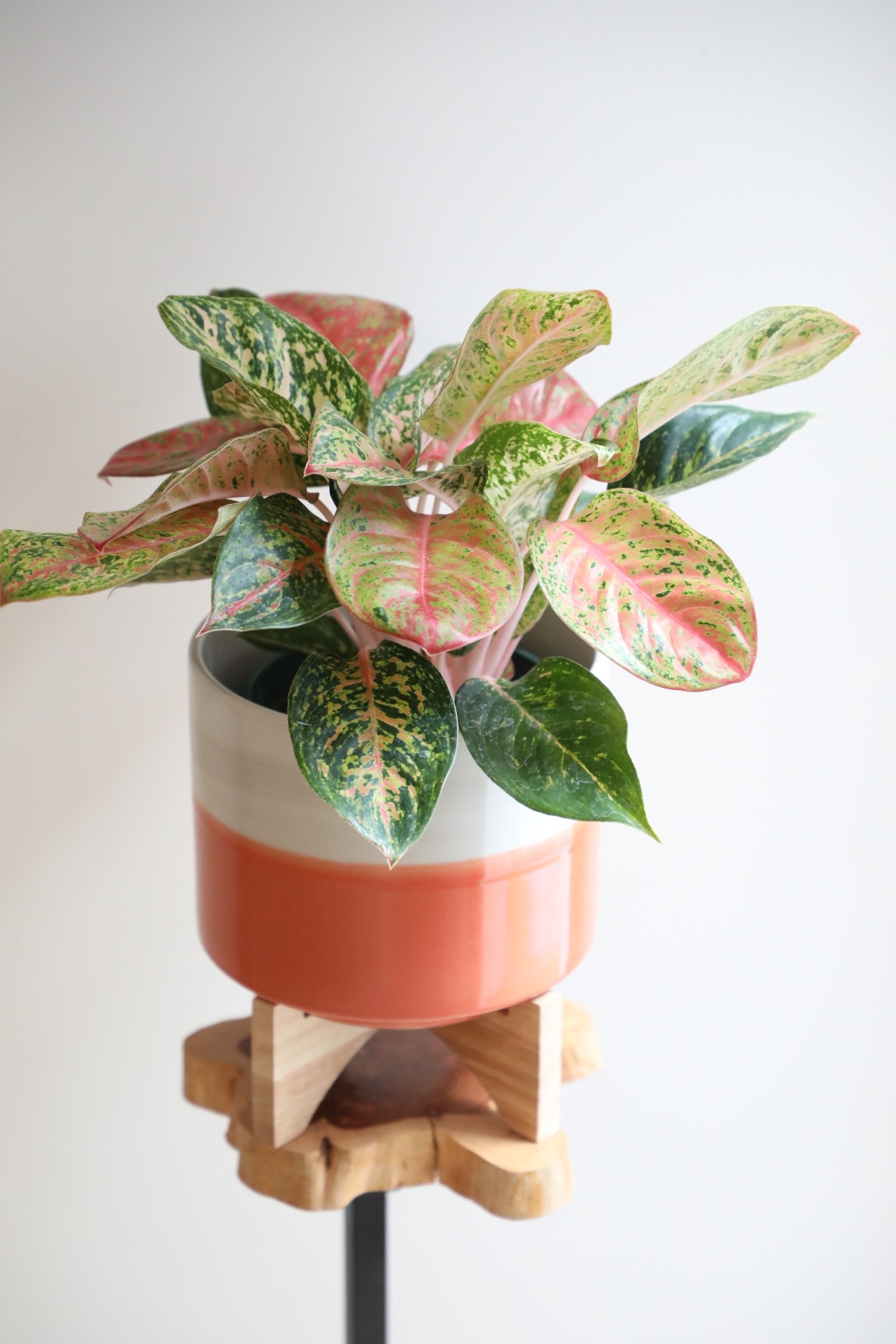 【M】アグラオネマ ピンクモザイク/Aglaonema Pink Mosaic ※スタンド付き陶器鉢カバー付き