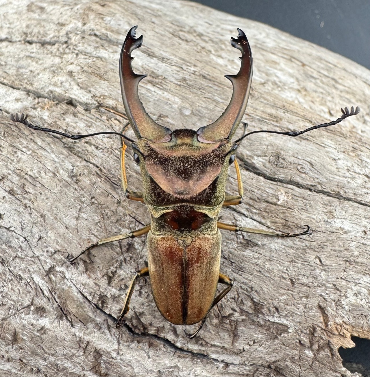 【WD】《ズベールホソアカ マラグサン産 51mm ペア》