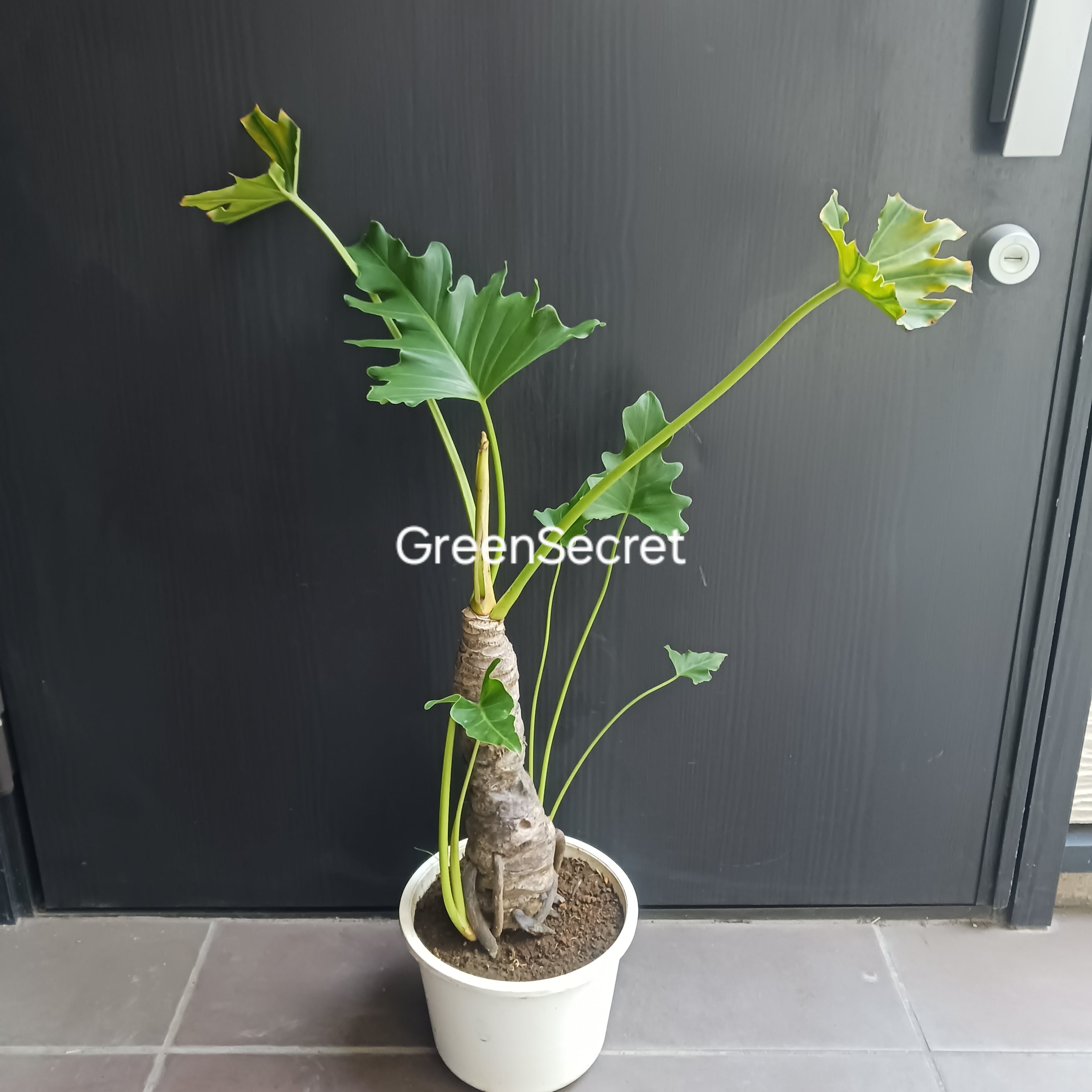 10 セローム 6号 幹上がり 幹立ち | GreenSecret