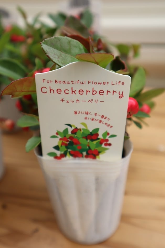 チェッカーベリー 2.5寸ロング | サクシフォン|花で日常に彩りを