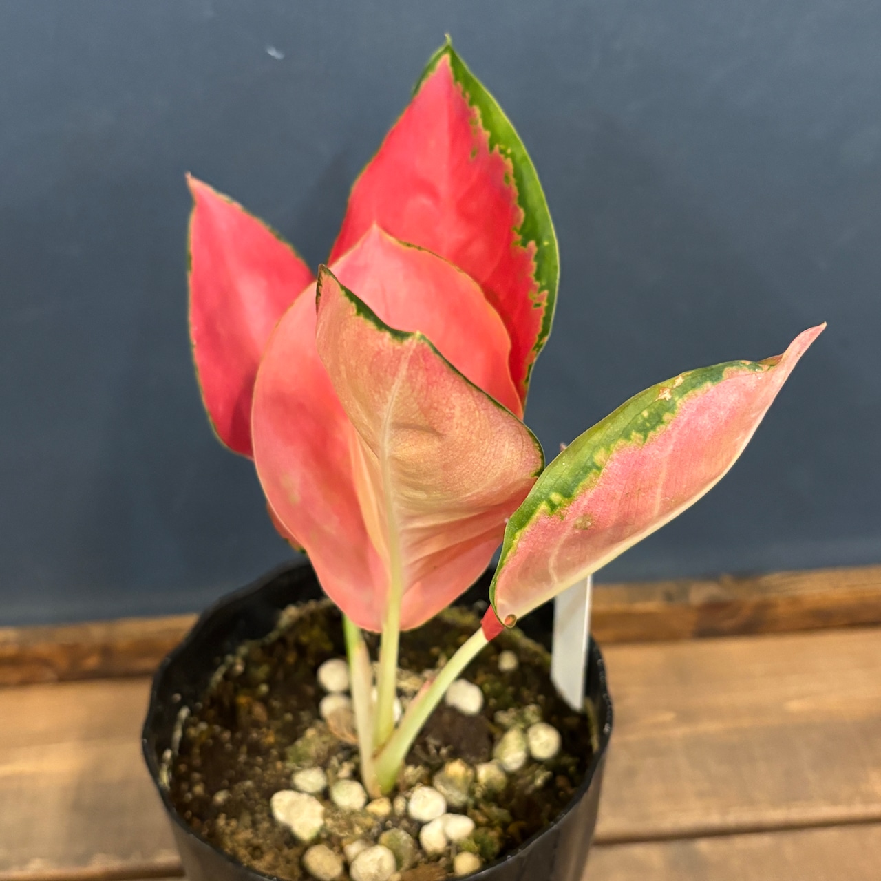 アグラオネマ チャイナレッド【553】