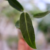 アンスリウム ワロクアーナム / Anthurium Warocqueanum⑬ / 観葉植物<育て方・花言葉>