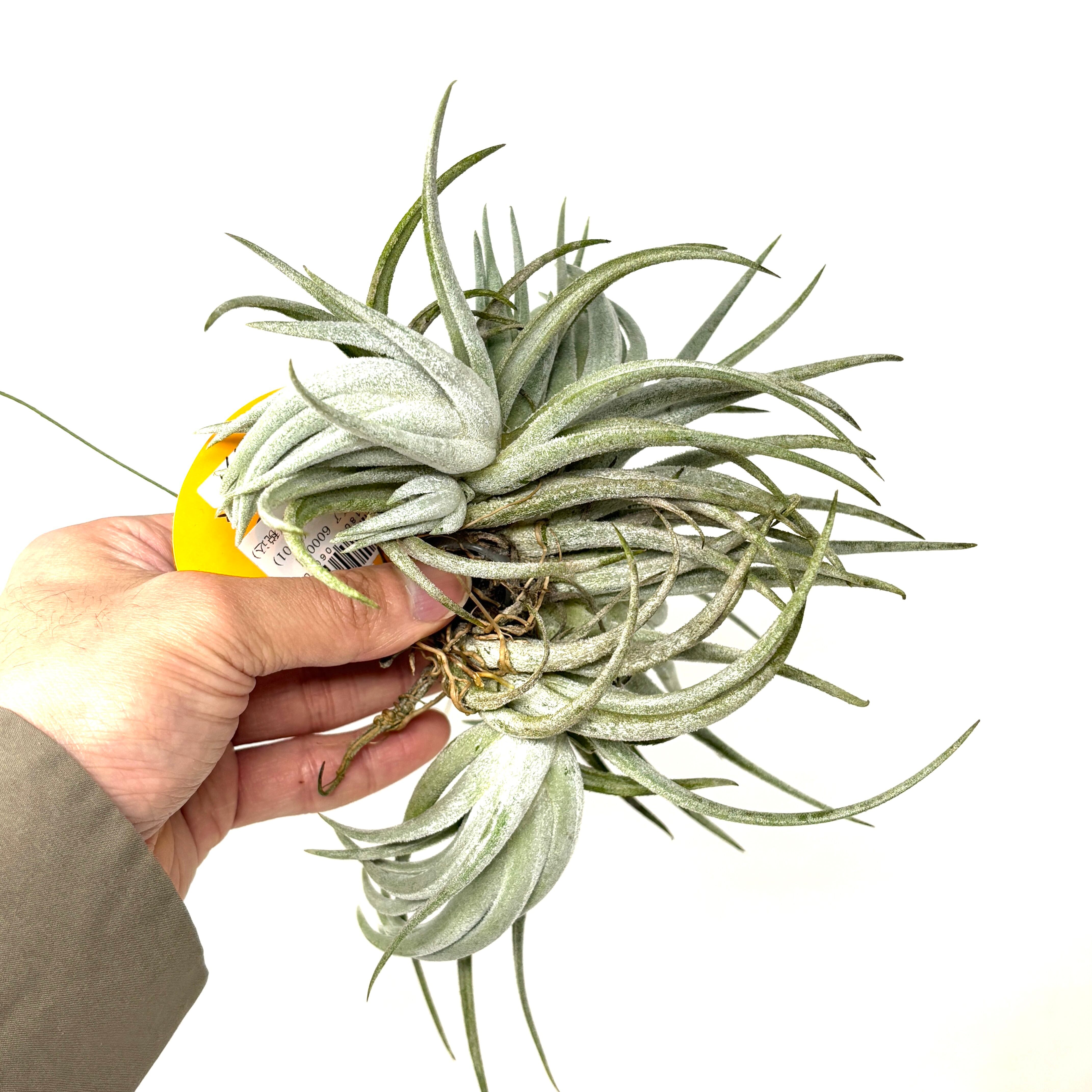 チランジア プエブレンシス【108】