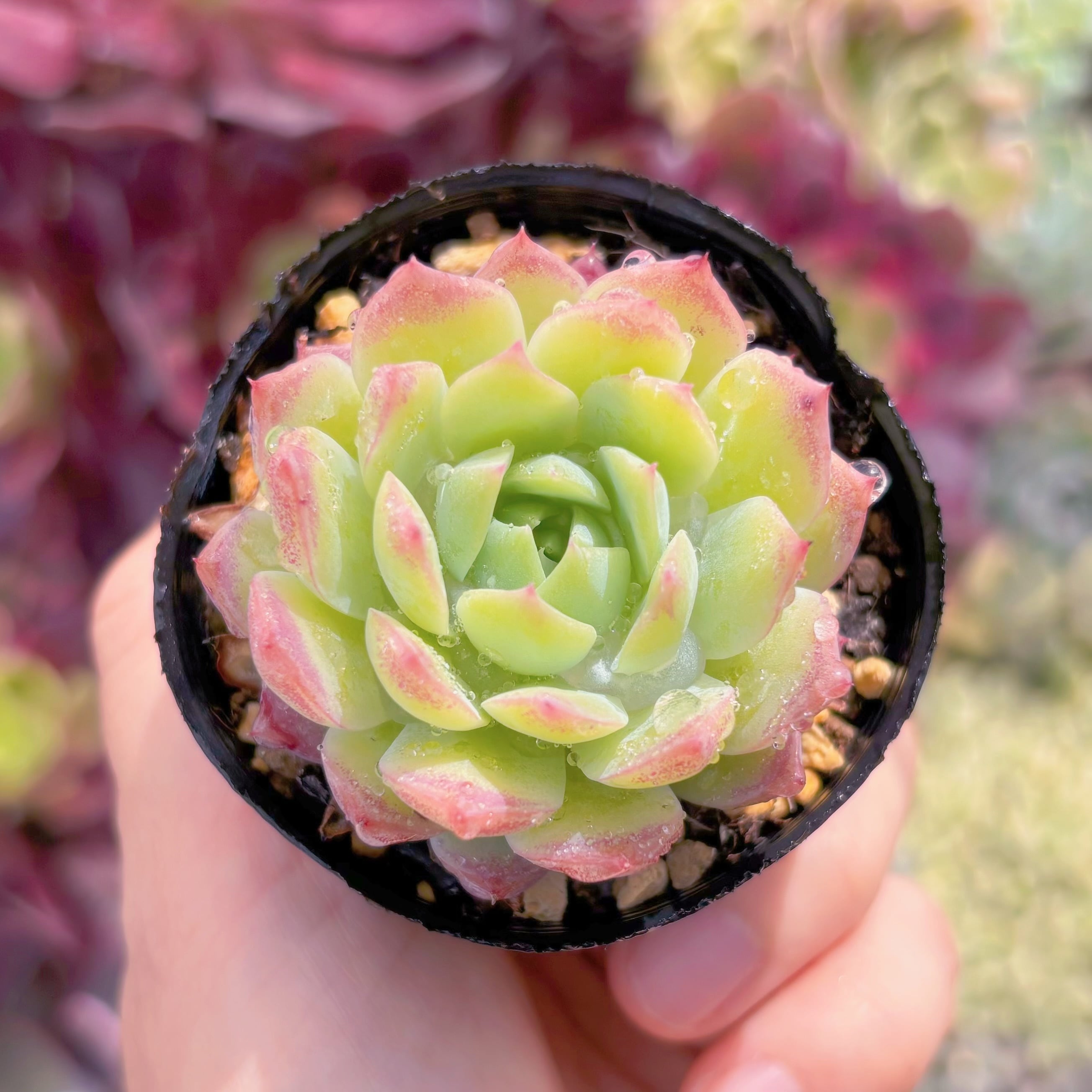 現品　レッドジェイド#F096　るる農園