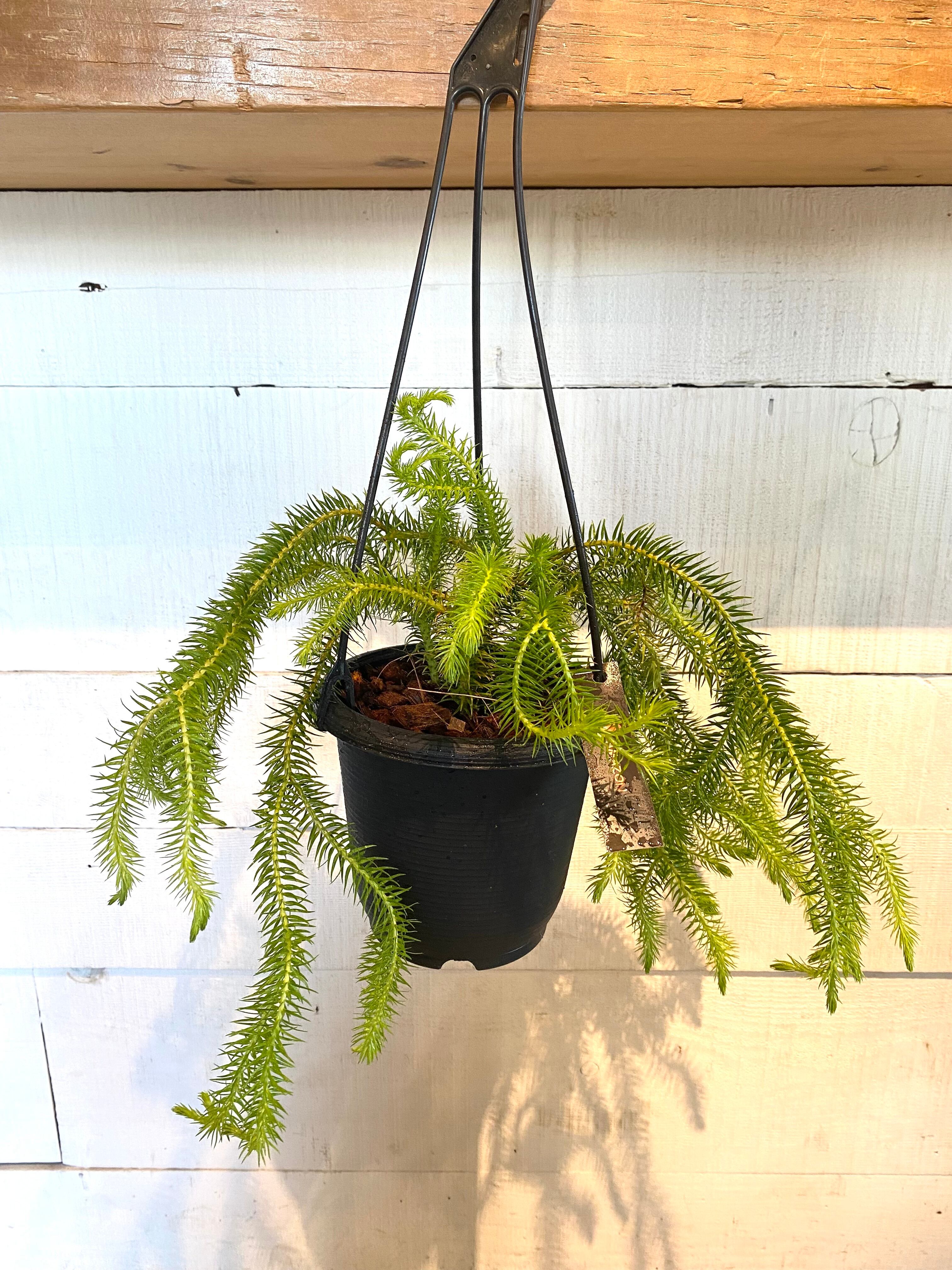 フペルジア・スクアローサ ニューギニア ※5号鉢サイズ | Botanical56