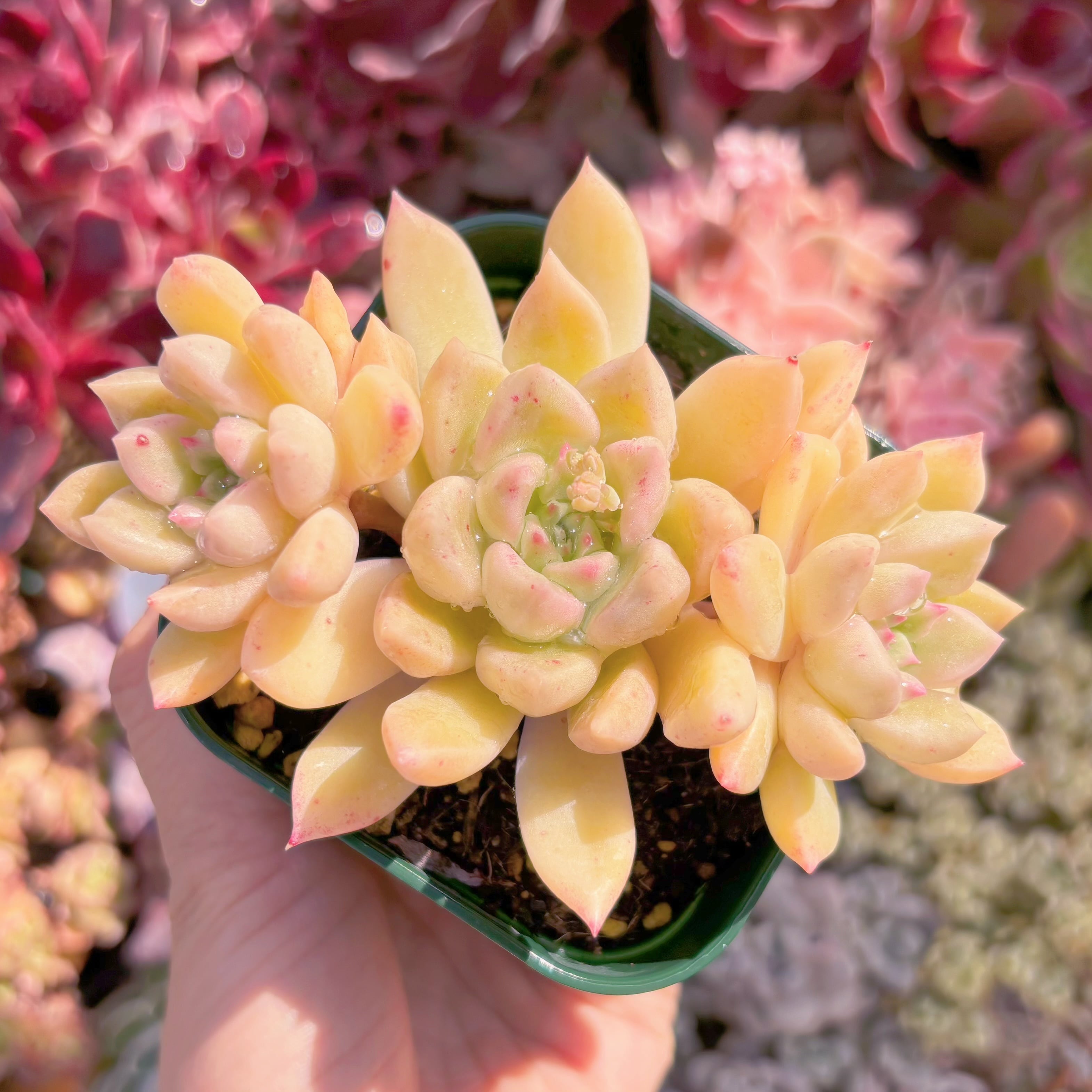 現物　アルジェ#553　古株　るる農園